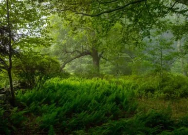 The Sublime Landscape of Lumberland, New York, Immortalized on the Blockchain