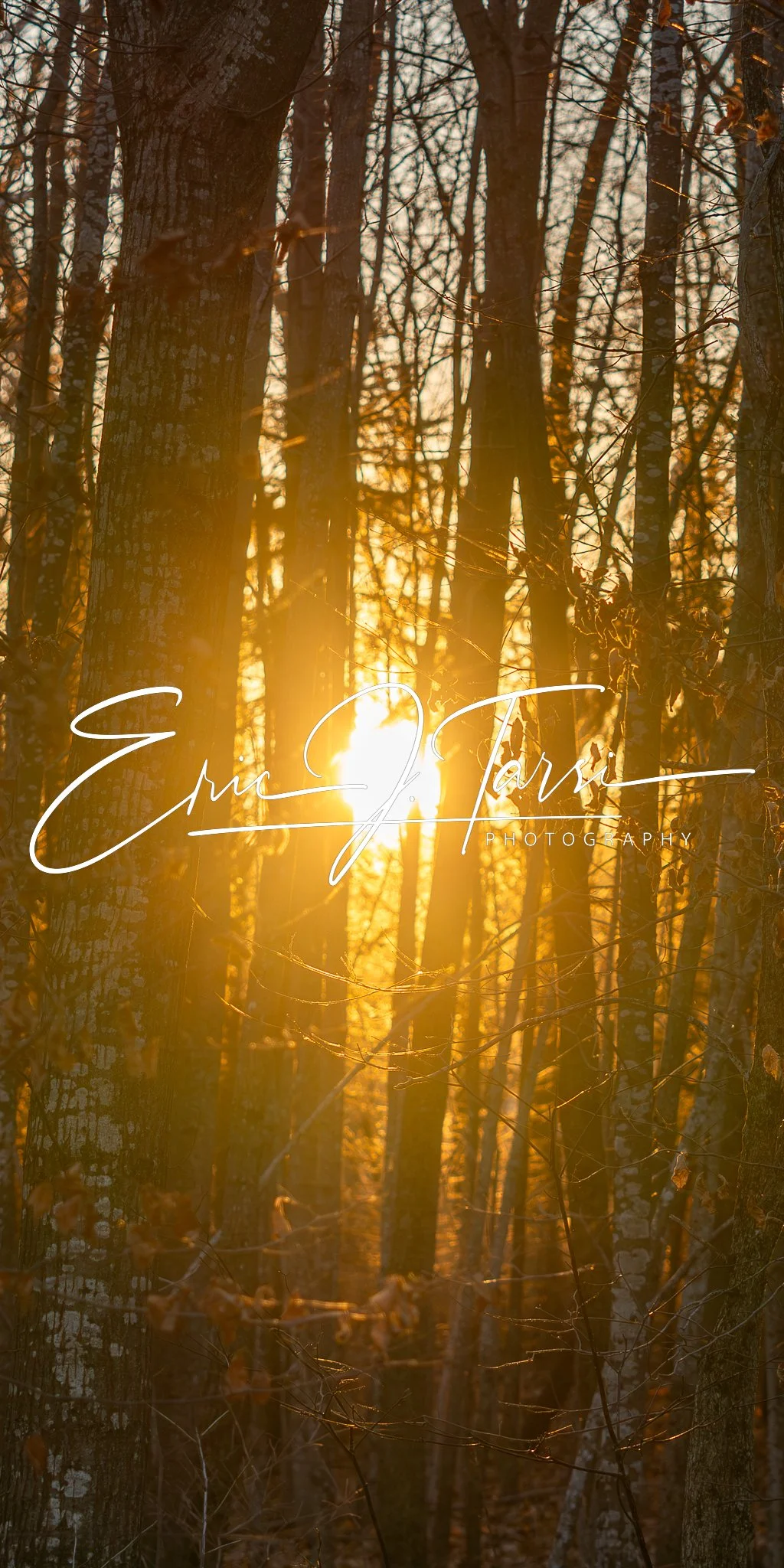Sunset Woods (1x2).jpg