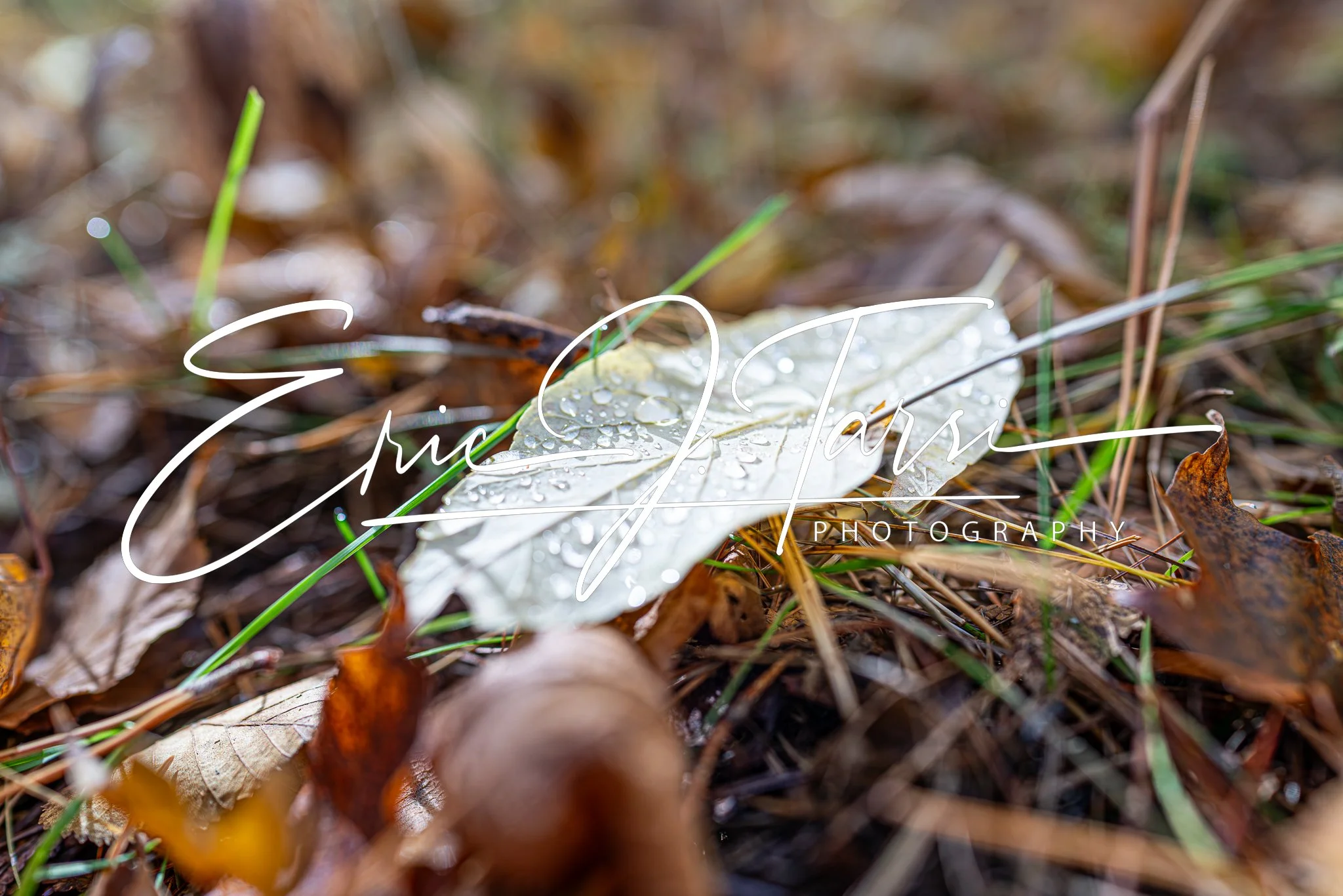 Fall Morning Dew (3x2) D.jpg