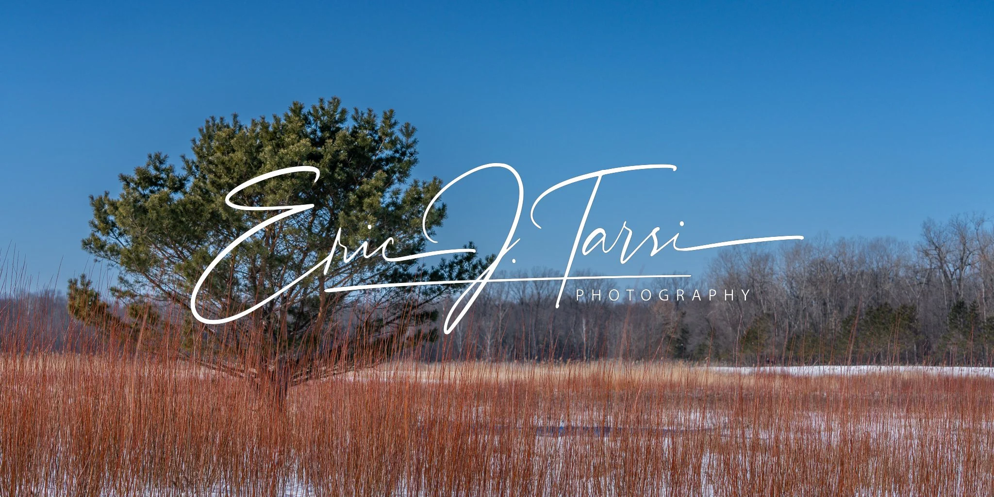 Winter Tree in Field (2x1).jpg