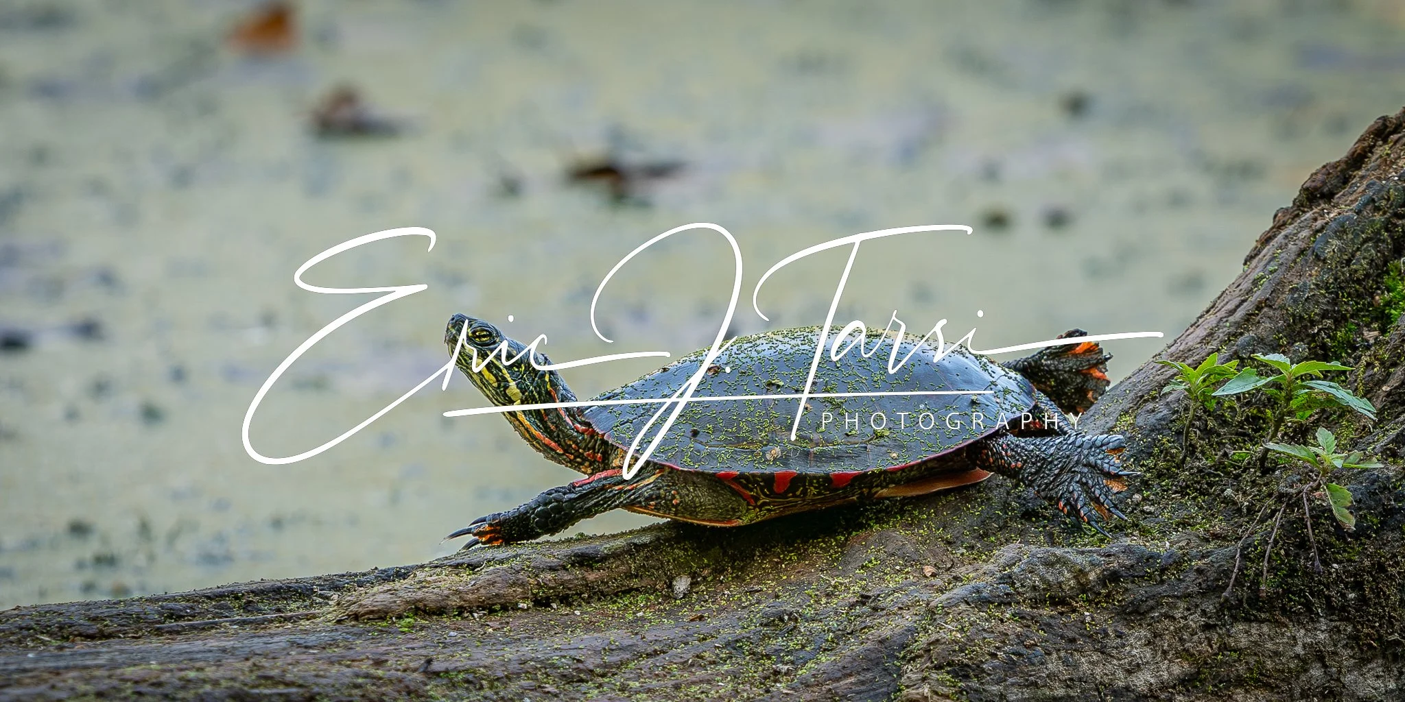 Turtle (2x1).jpg