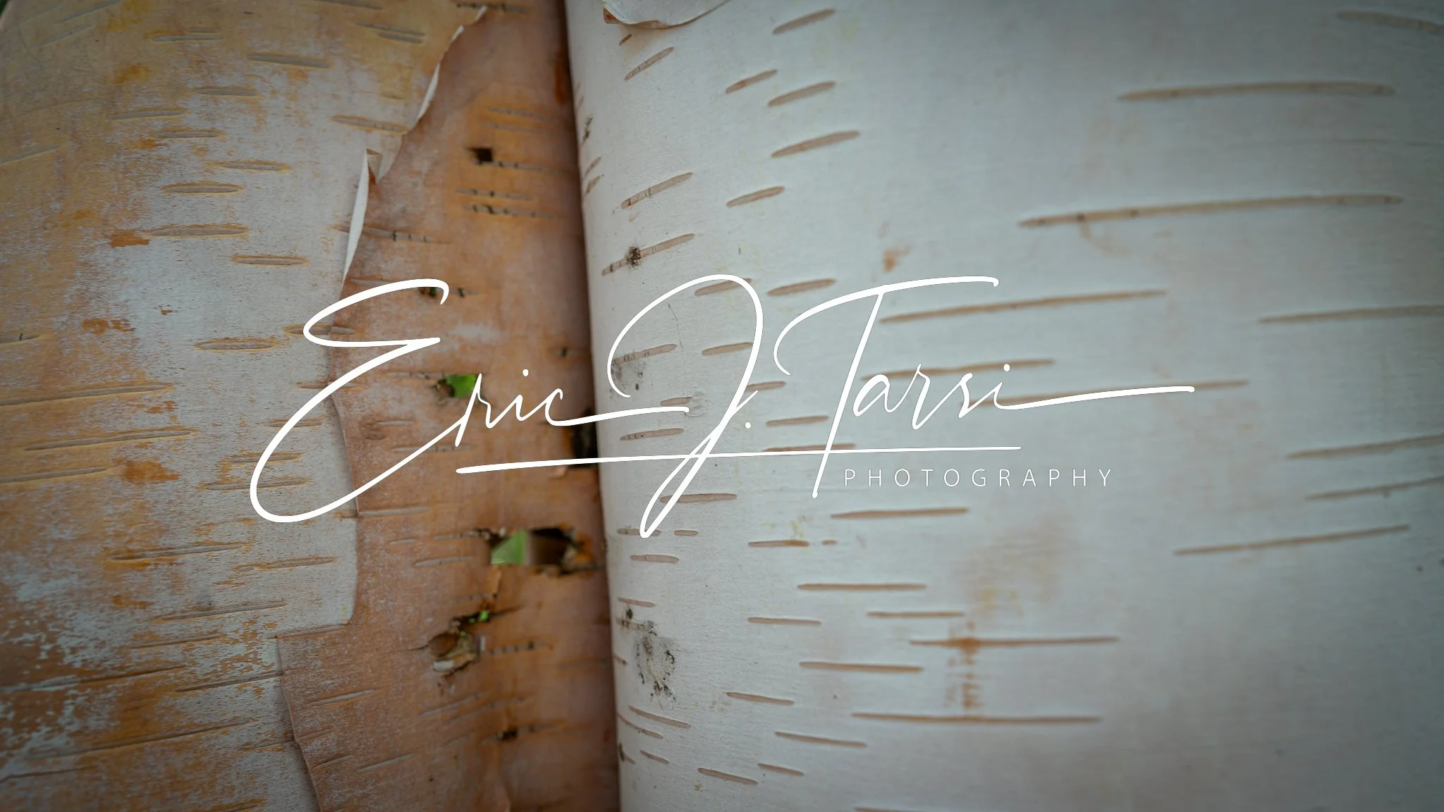 Birch Bark (16x9).jpg
