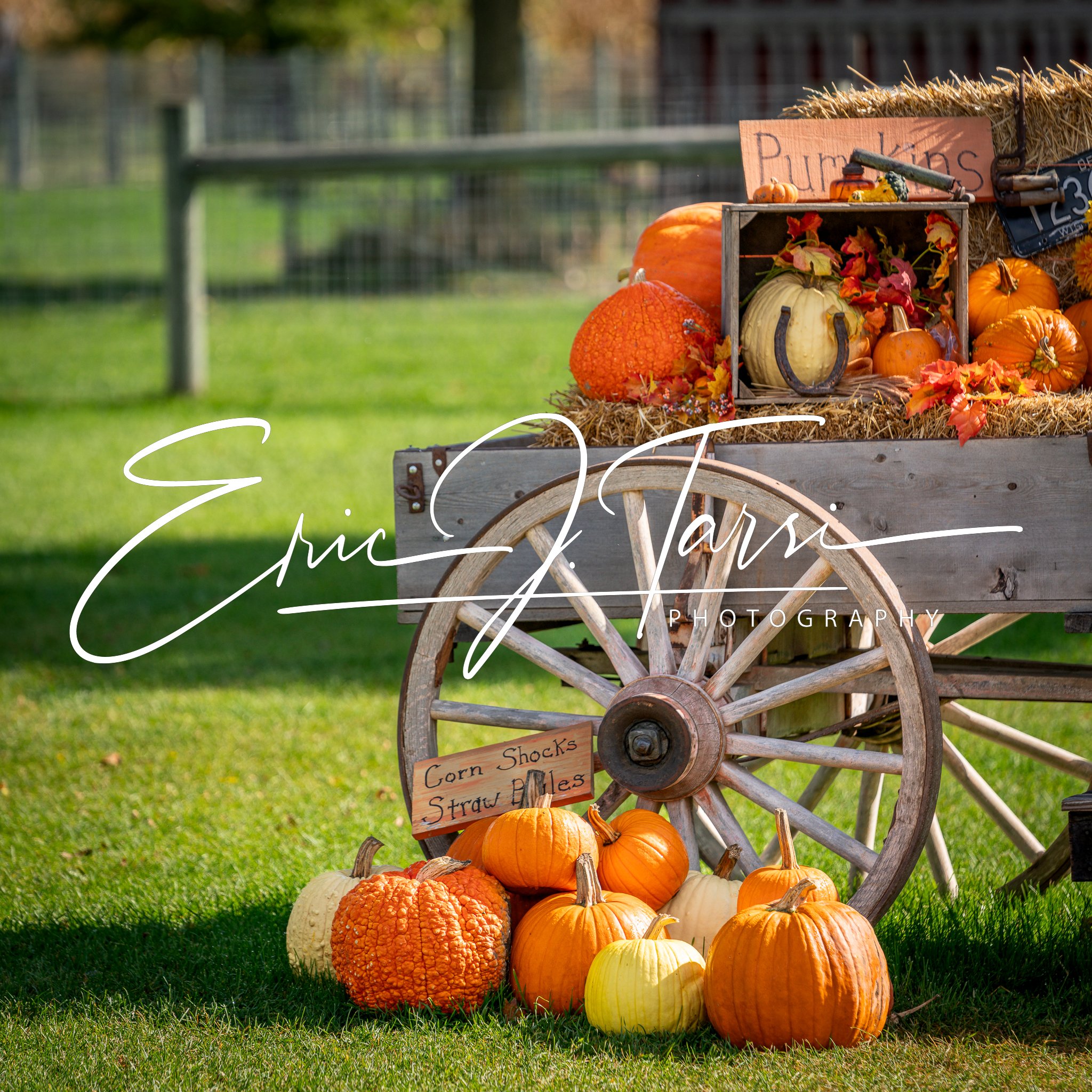 Pumpkin Wagon (1x1).jpg