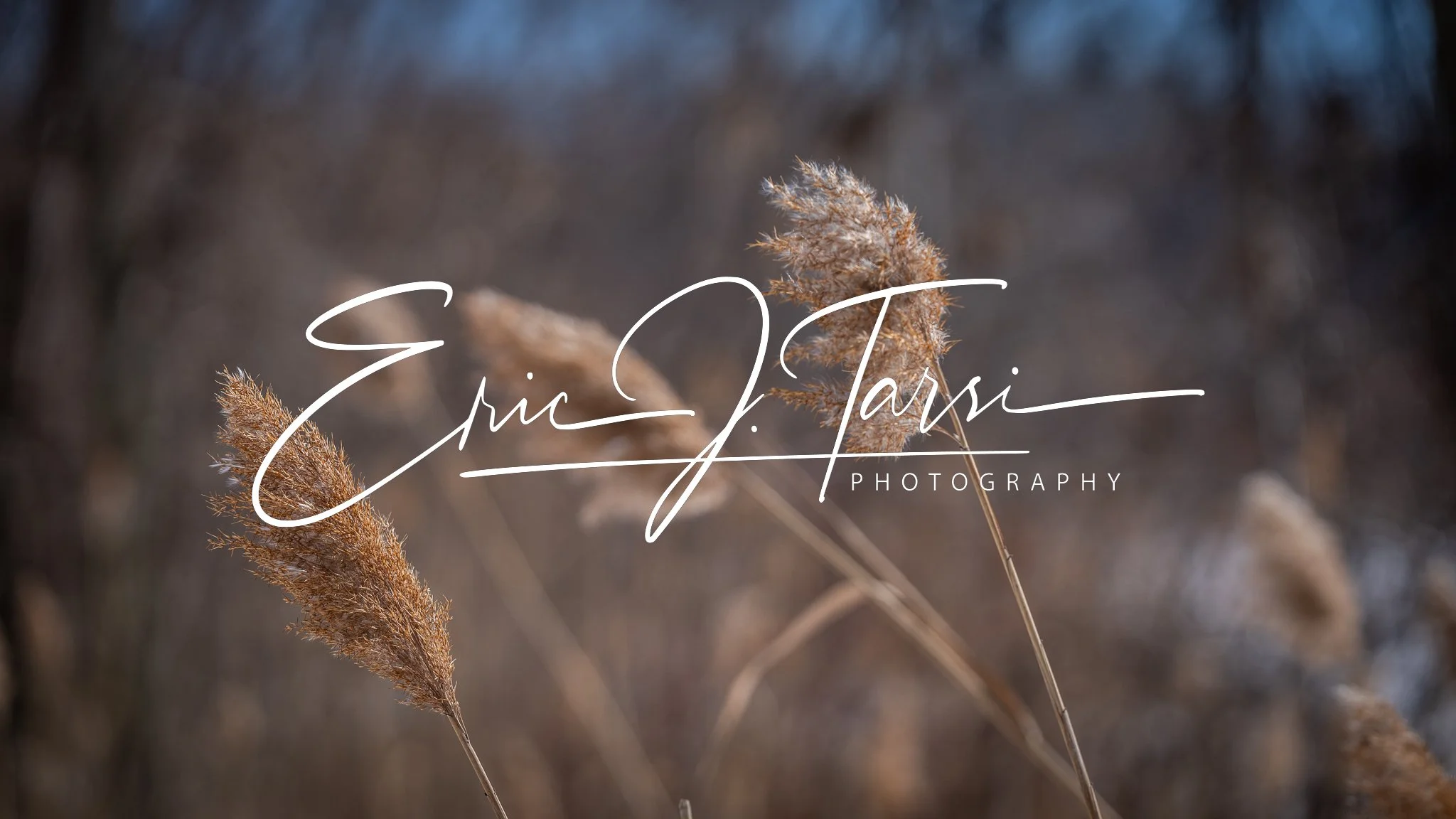 Winter Cattail (16x9).jpg