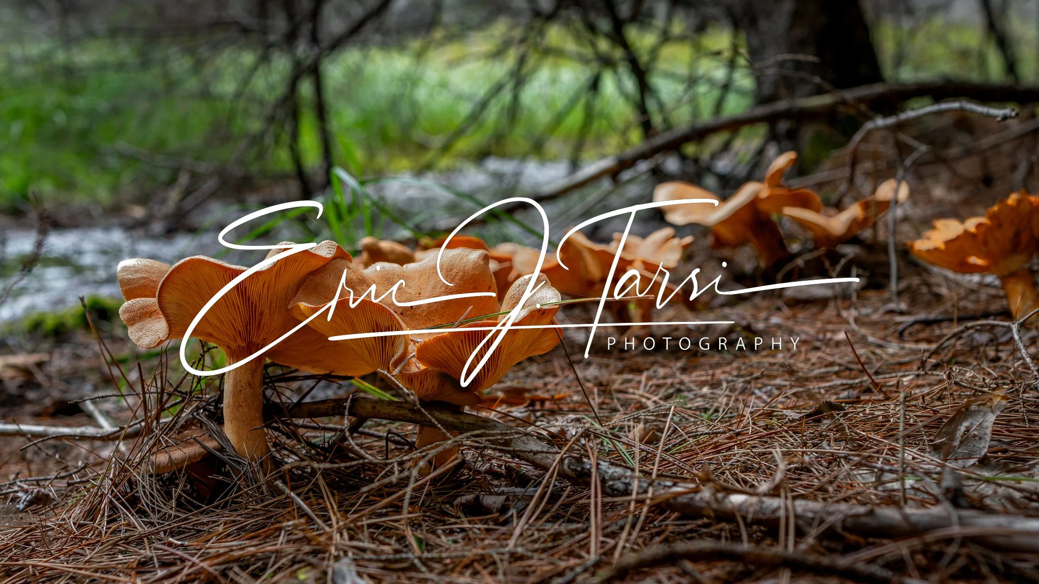 Mushrooms (16x9).jpg