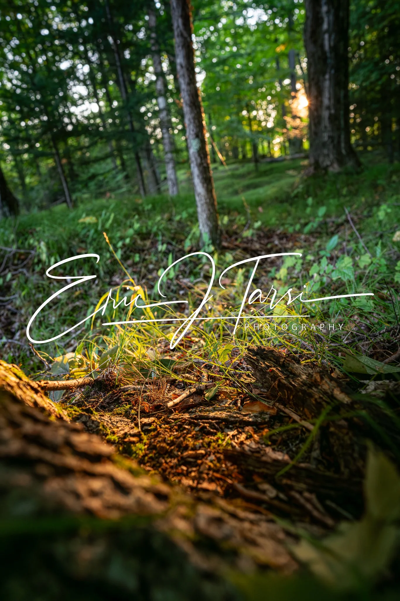 Morning Sun Ray (2x3).jpg