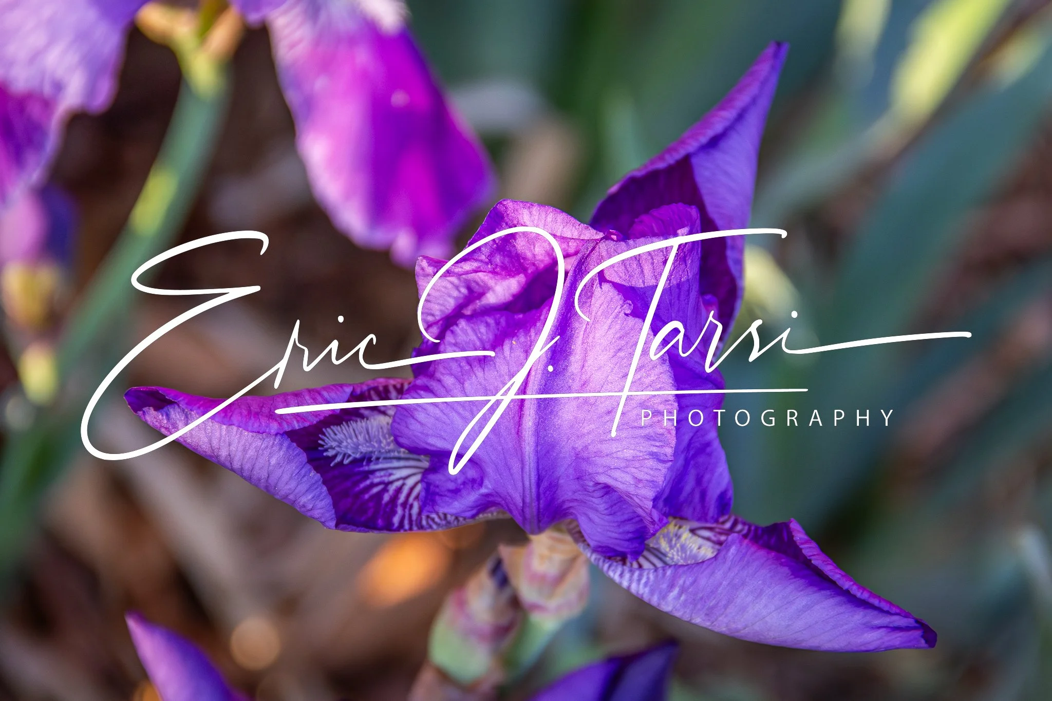 Purple Popper (3x2).jpg