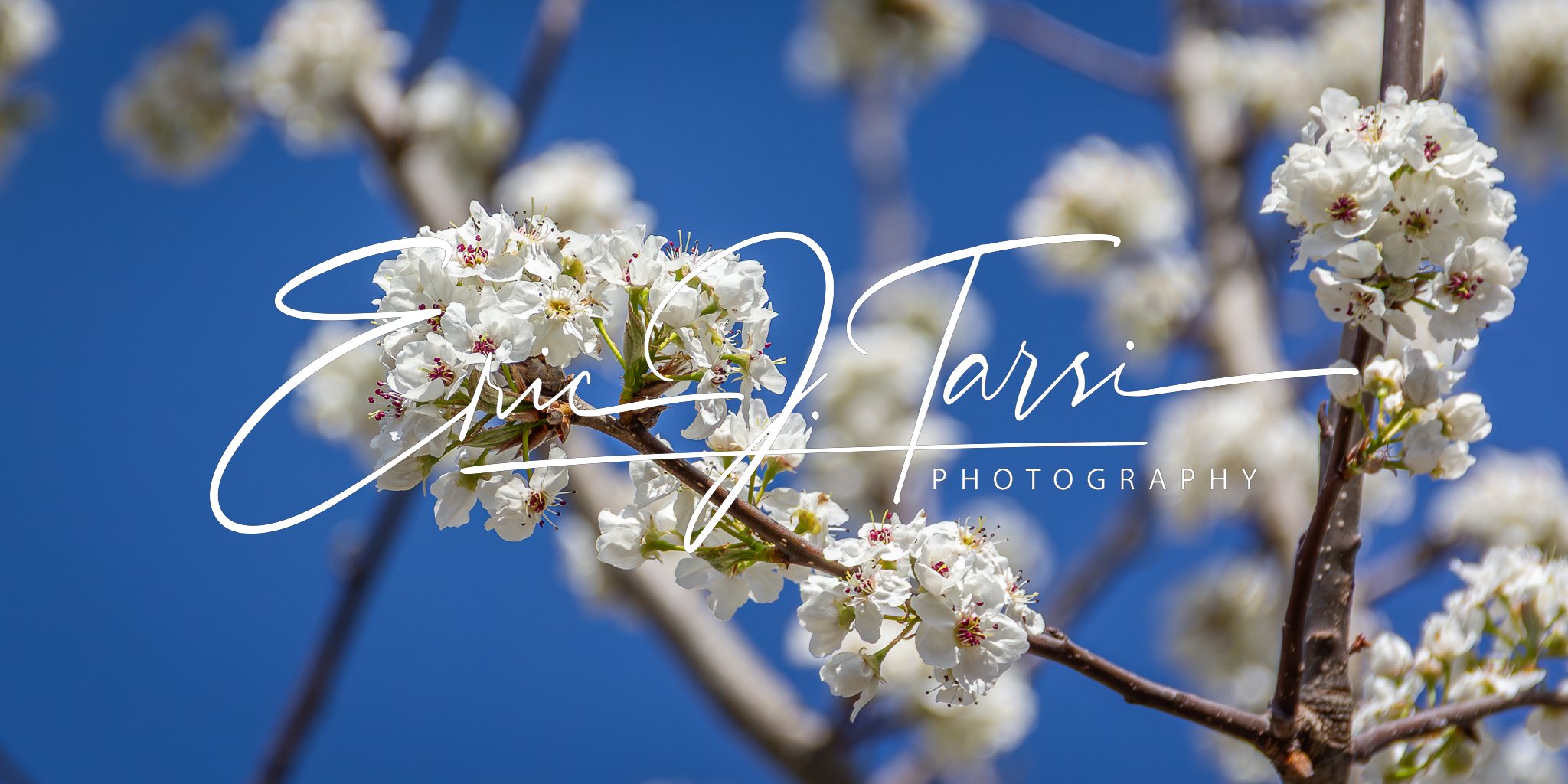 White Bloom (2x1).jpg