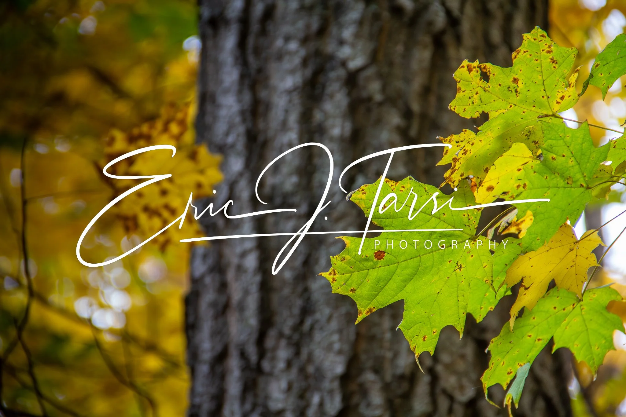 Leaves with Tree (3x2).jpg