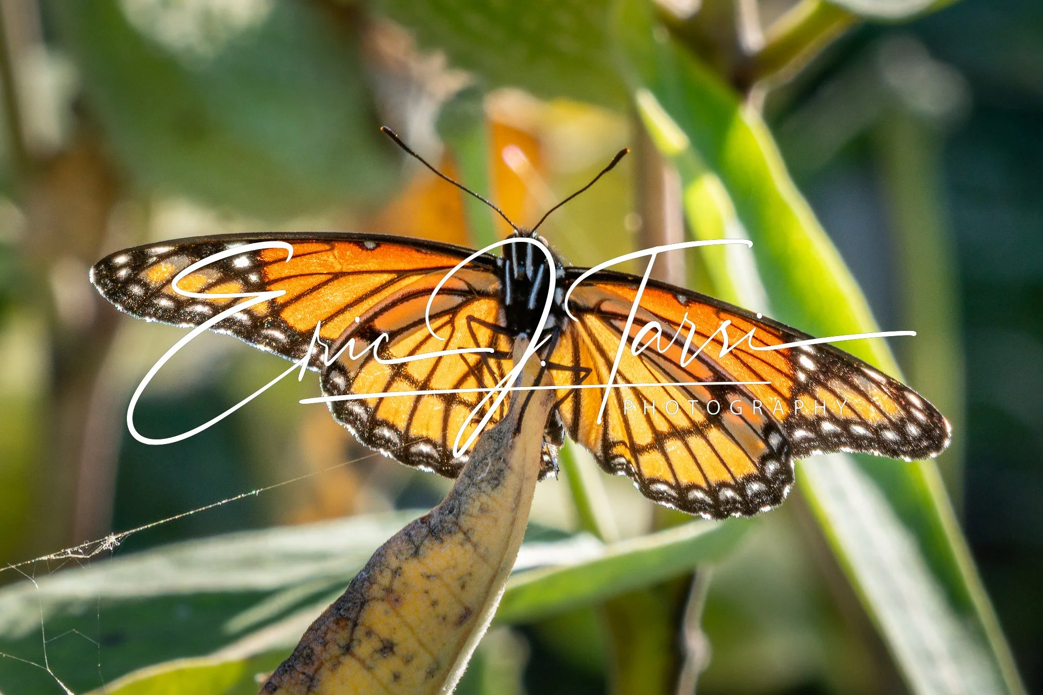 Butterfly (3x2)-1.jpg