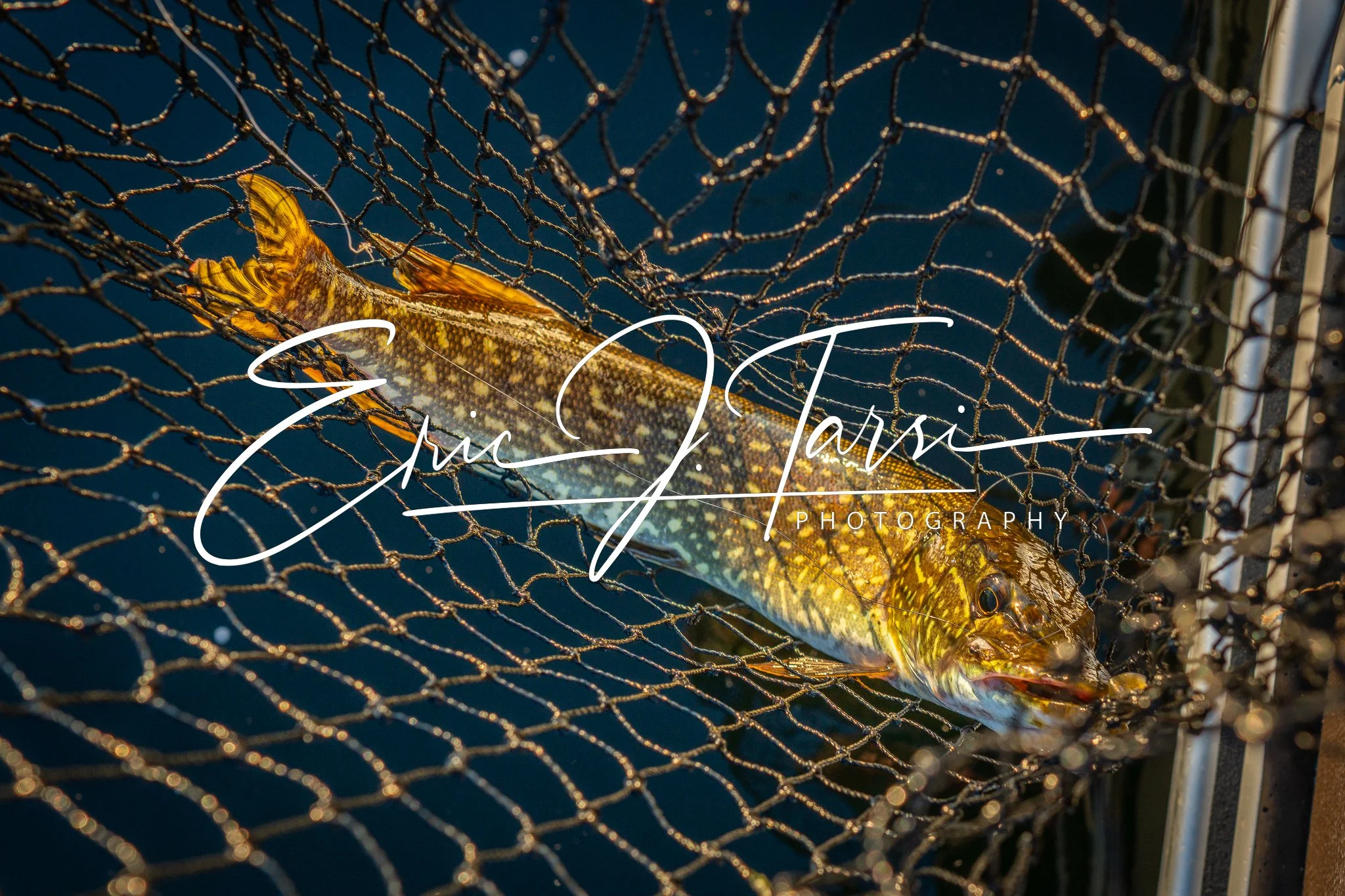 Northern Pike (3x2).jpg