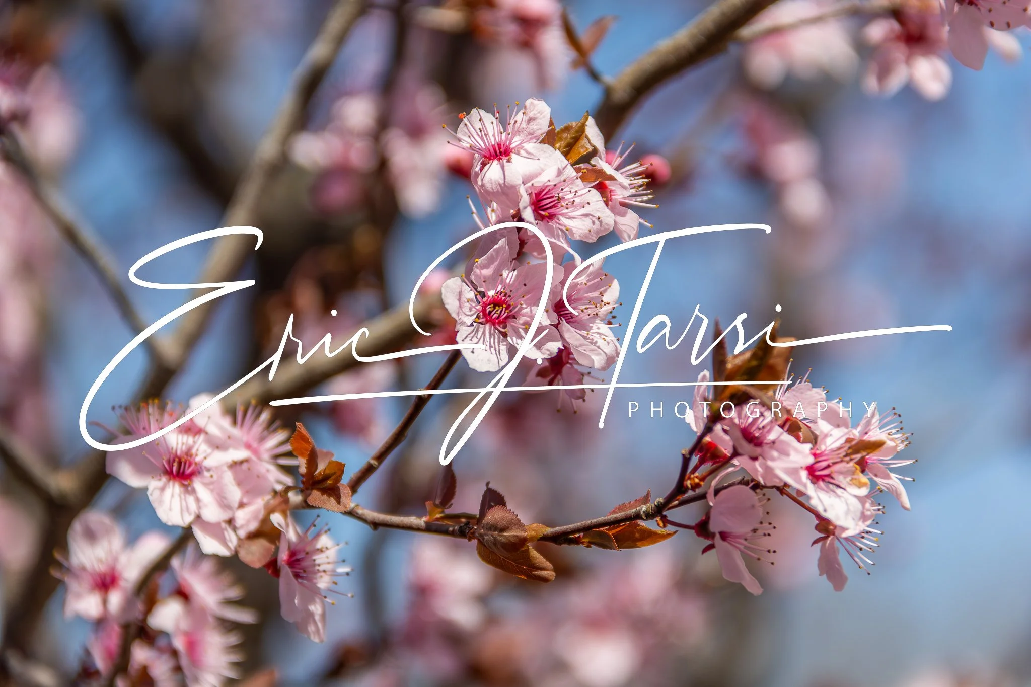 Pink Bloom (3x2).jpg