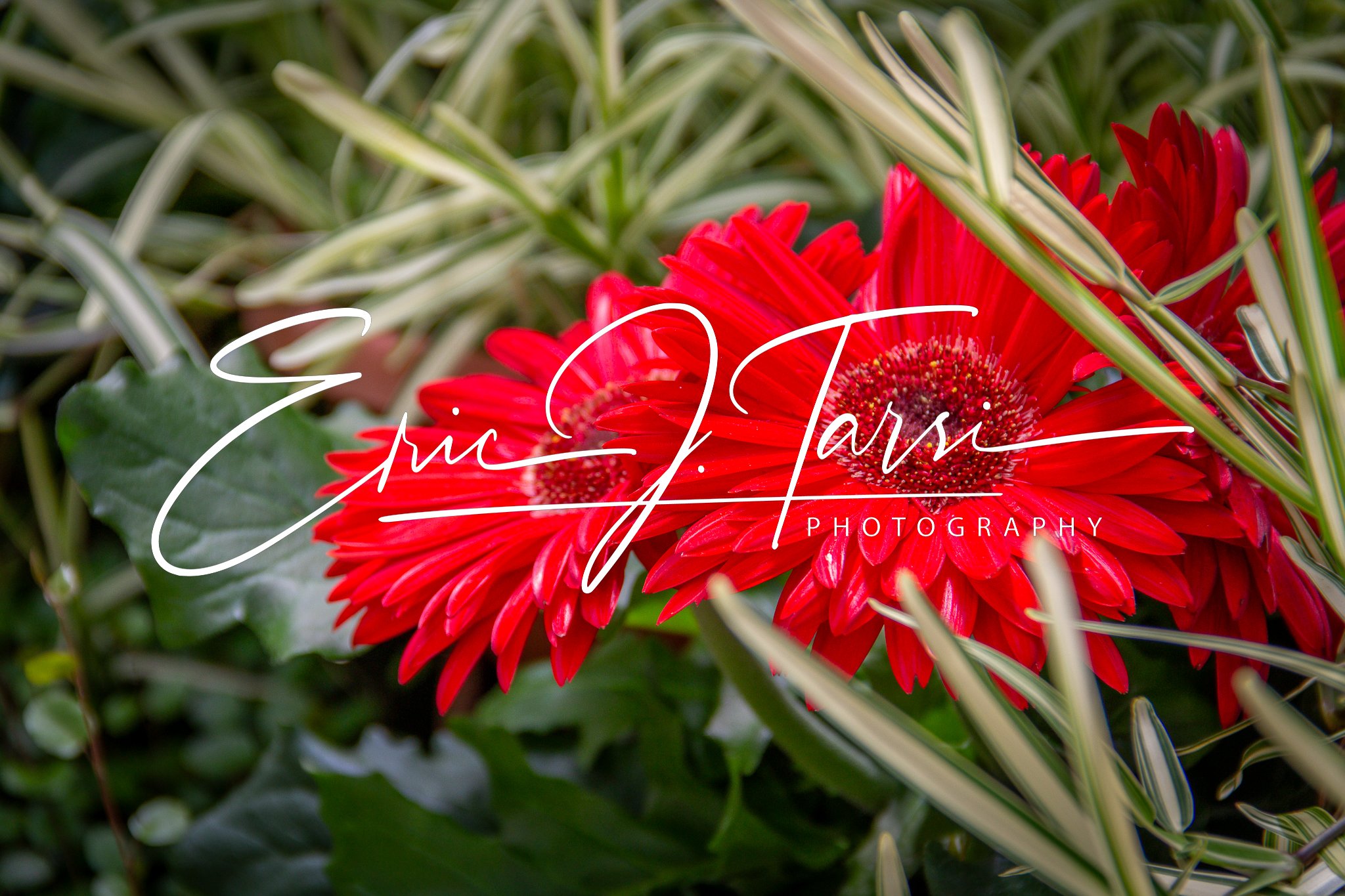 Red Flowers (3x2).jpg