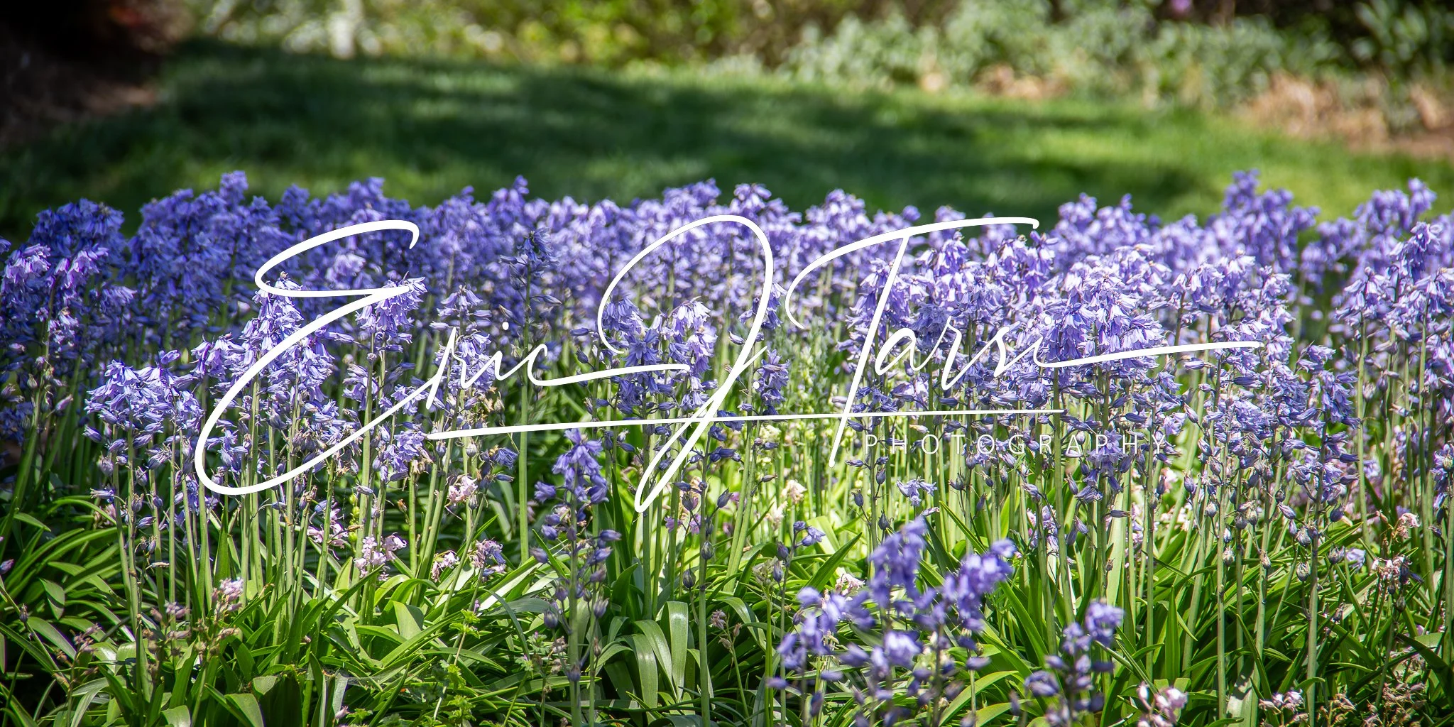 Purple Flowers (2x1).jpg