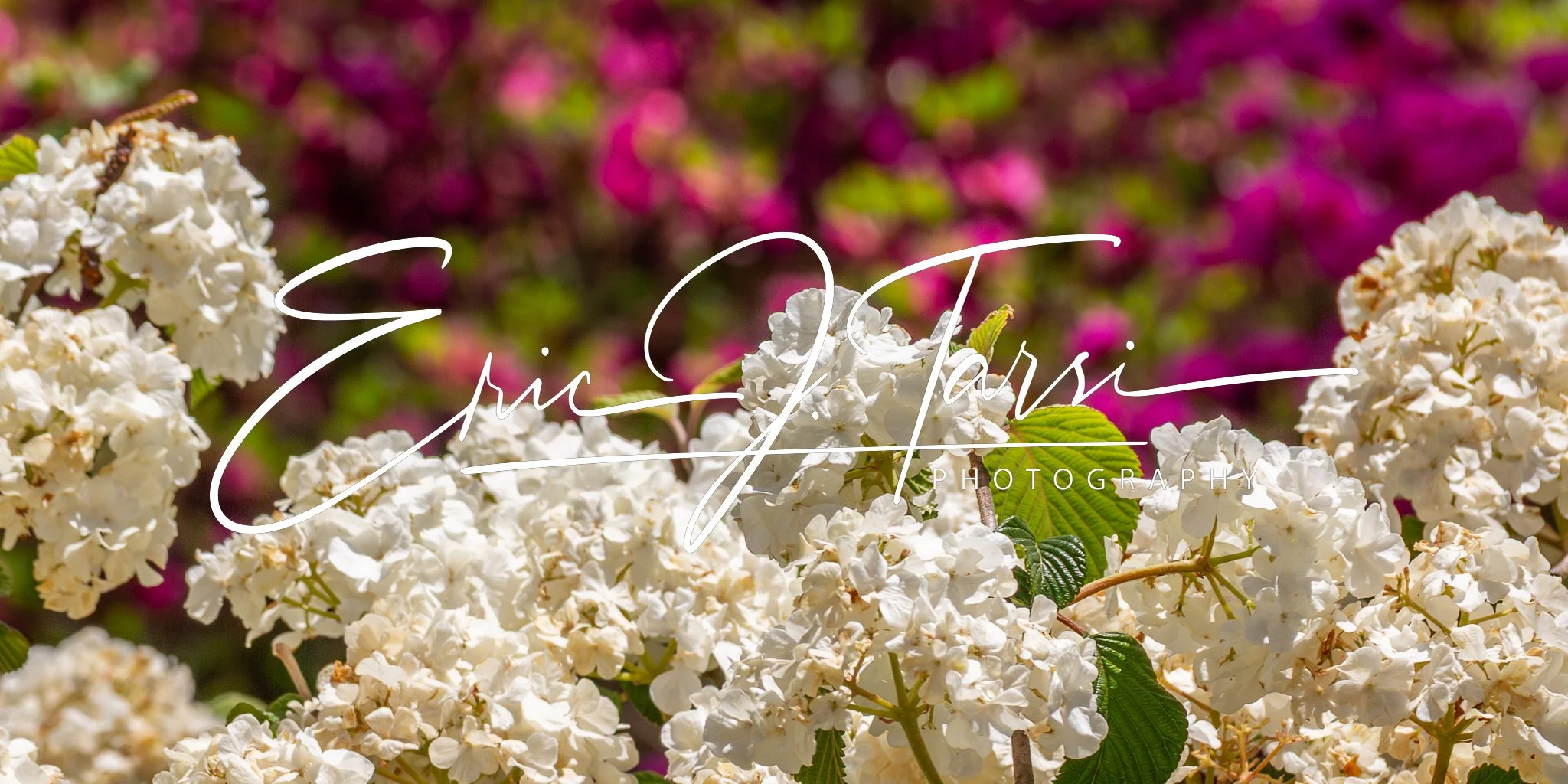 White Balls (2x1).jpg