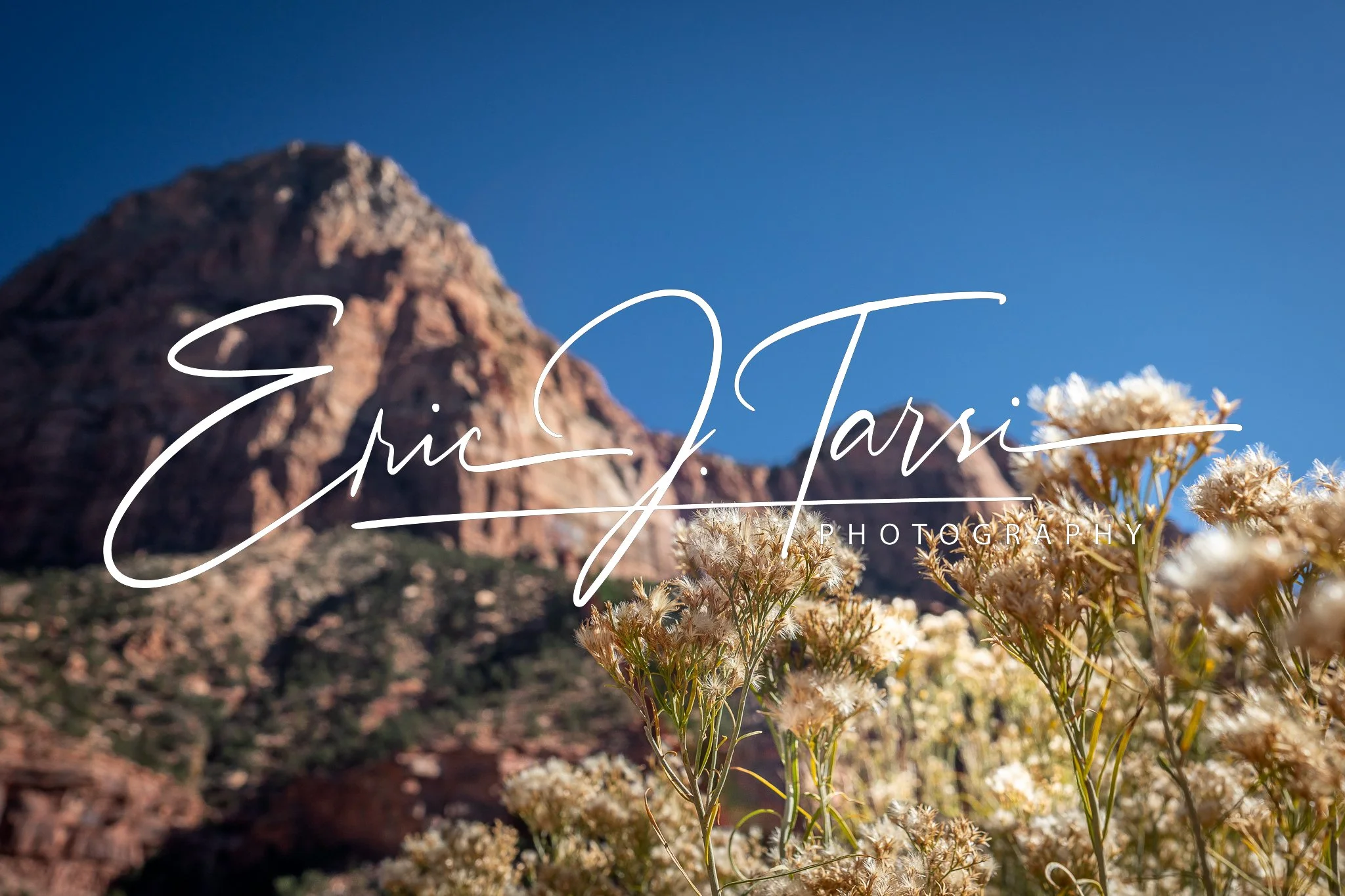 Zion Blooms (3x2).jpg