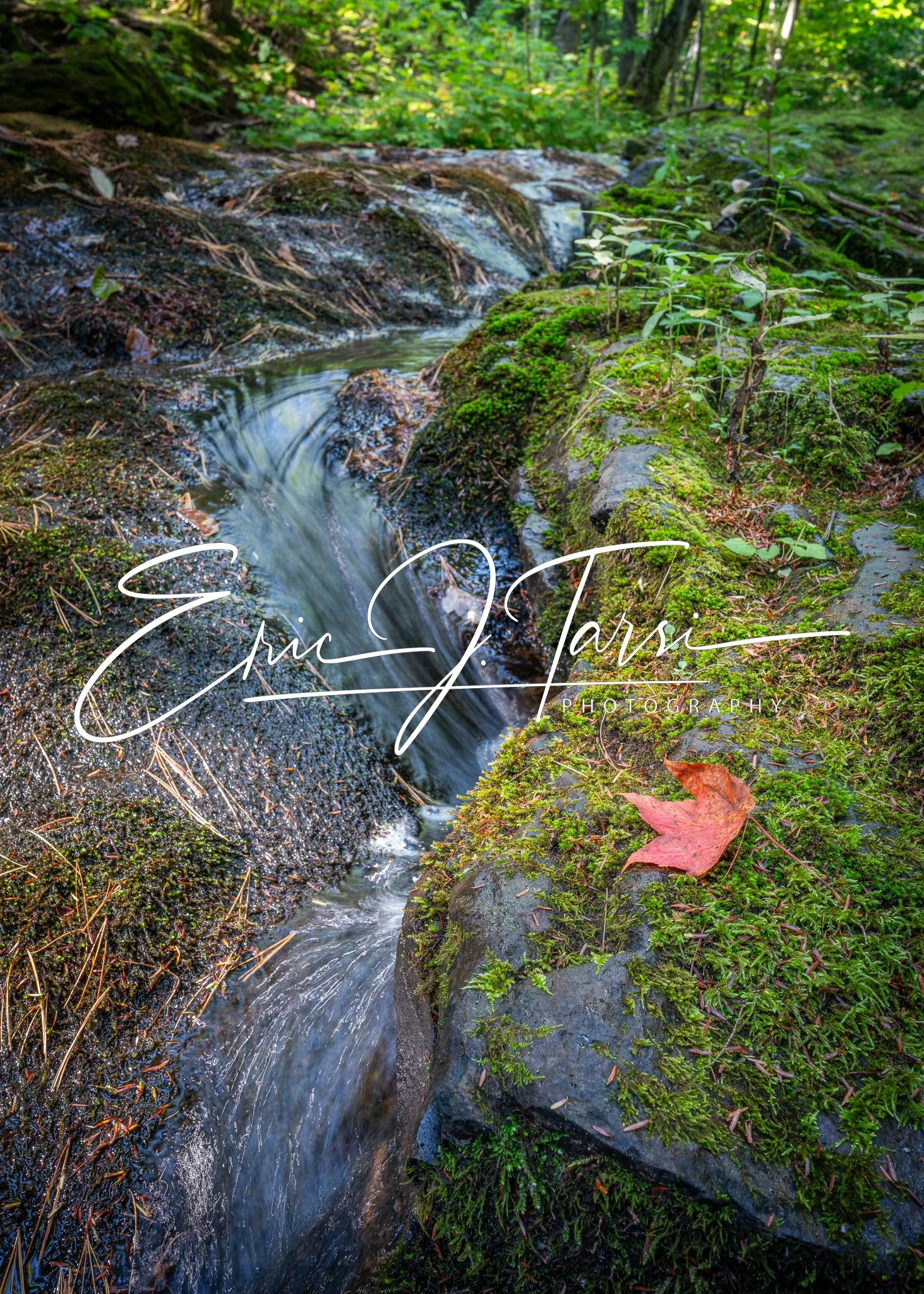 Stream Leaf (5x7).jpg