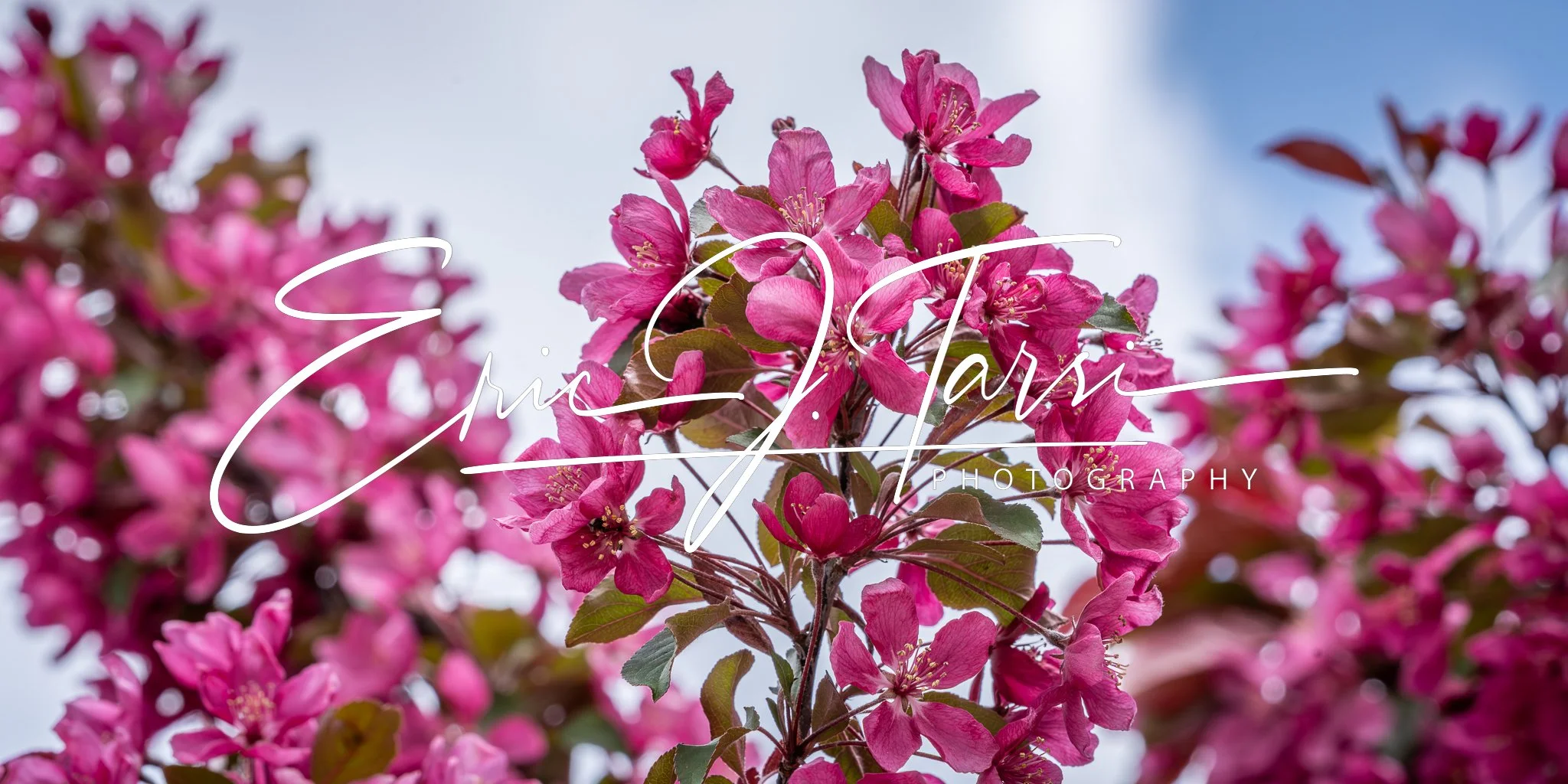 Pink Blooms (2x1).jpg