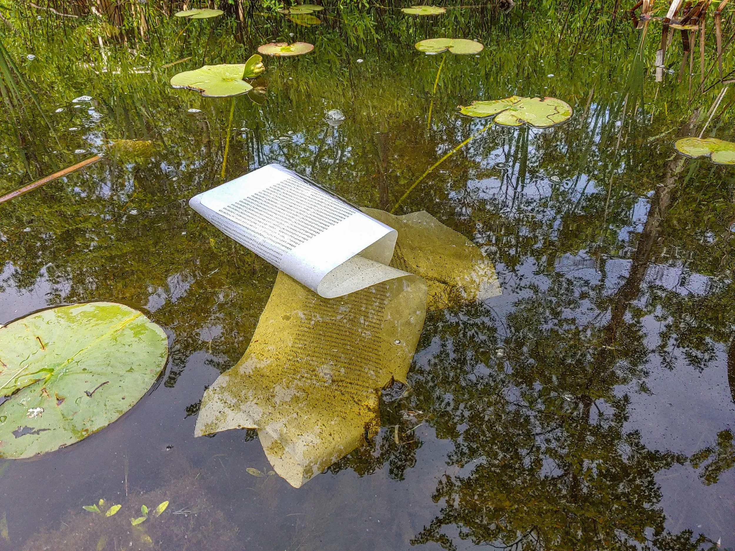 translation with lily pads day 1.jpg