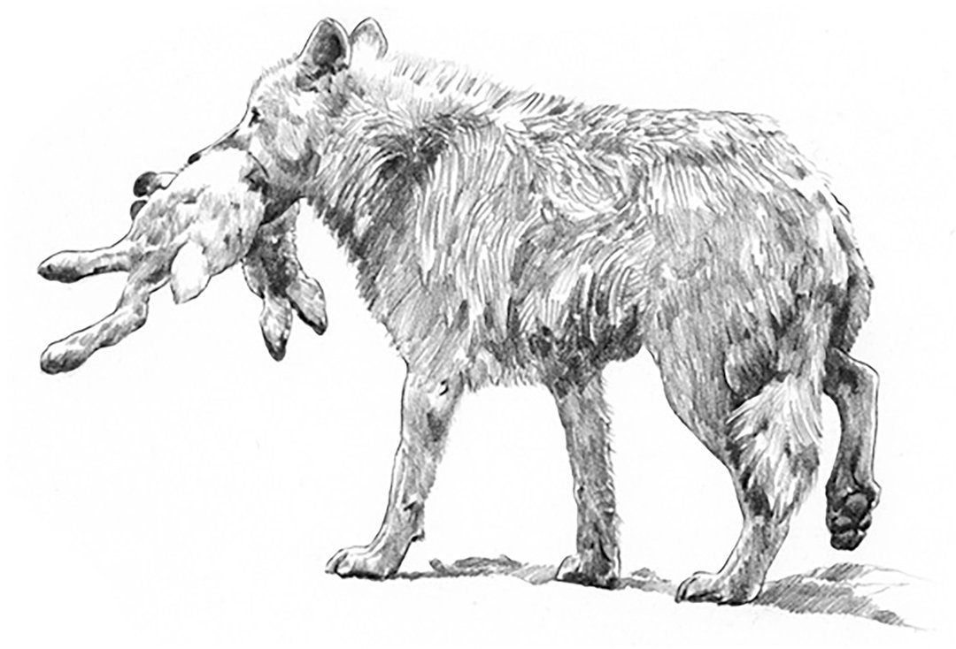 THE DOG WHISPERER, New Holland Publishers. Hunt & Gift. Graphite on paper.
