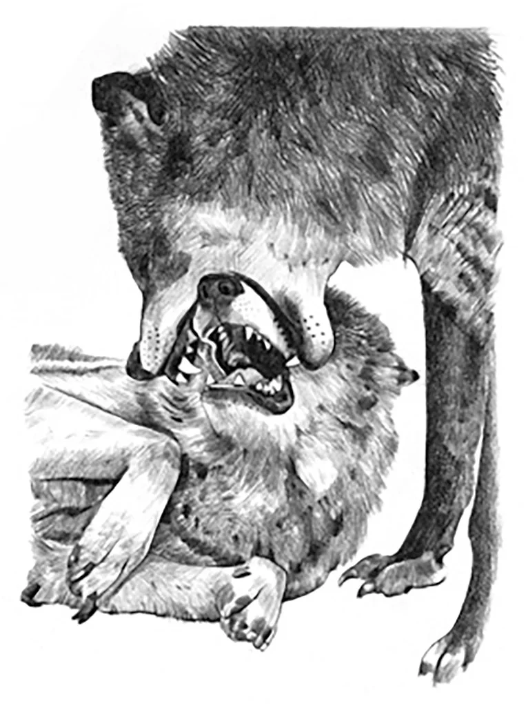 THE DOG WHISPERER, New Holland Publishers. Dominance. Graphite on paper.