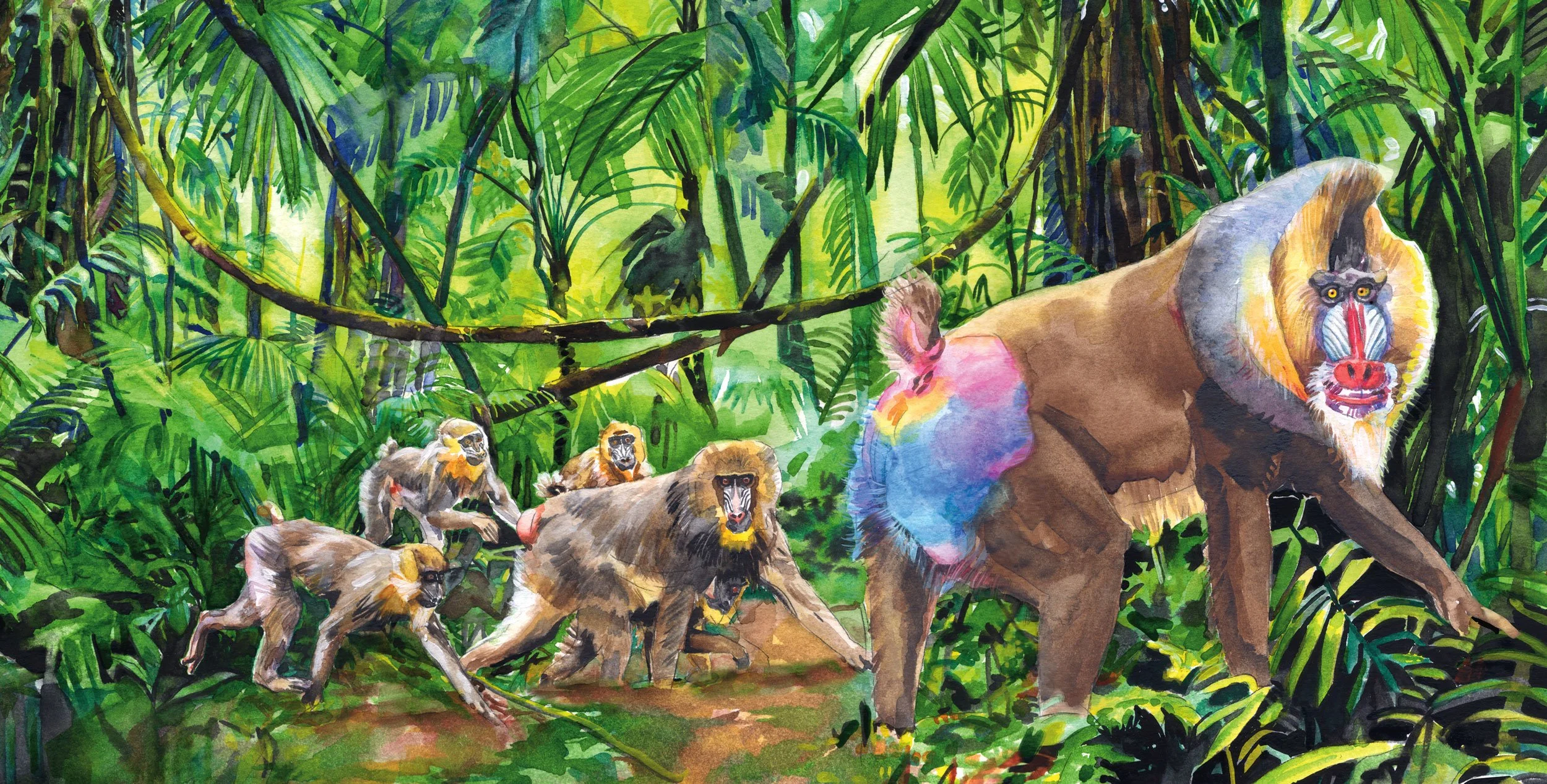 mandrill-final.jpg
