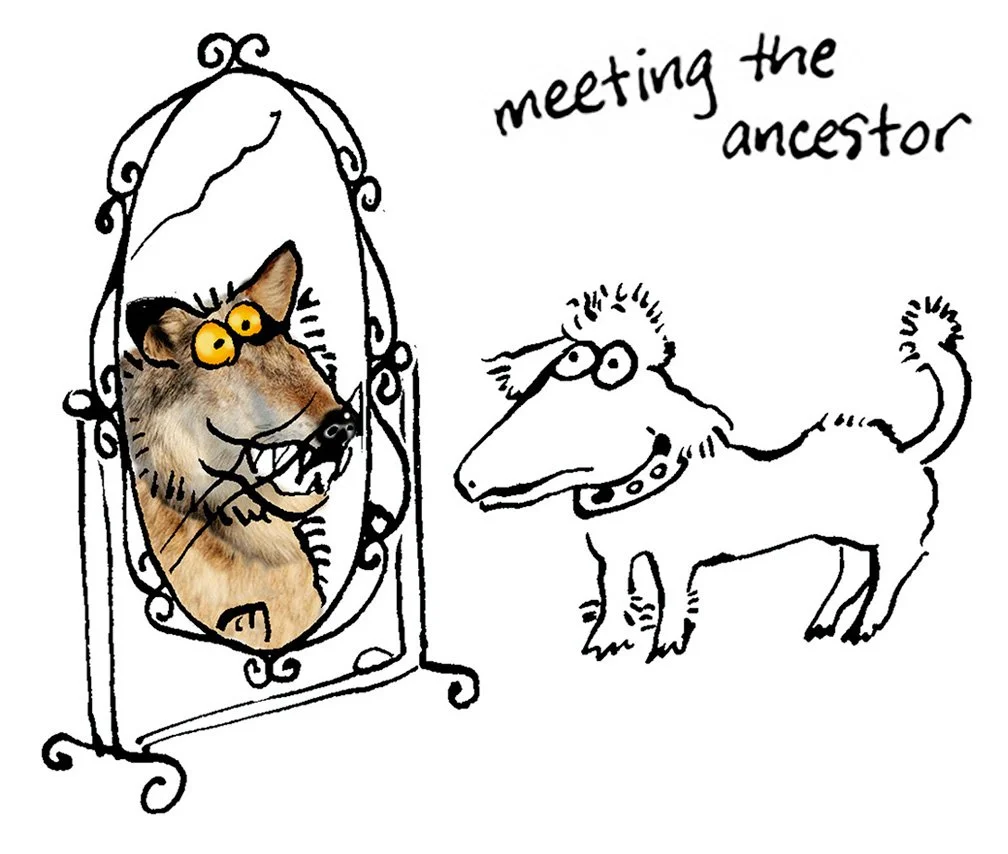 THE DOG WHISPERER, New Holland Publishers. Dog Ancestor. Ink on paper, Photoshop layer.
