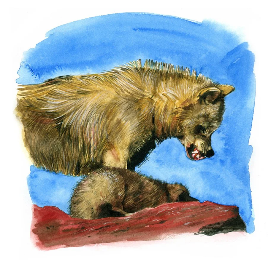 THE DOG WHISPERER, New Holland Publishers. Reprimand. Watercolour.