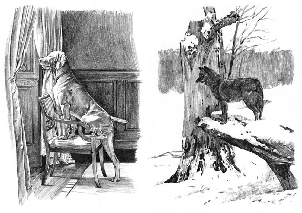 THE DOG WHISPERER, New Holland Publishers. Height=Rank. Graphite on paper.