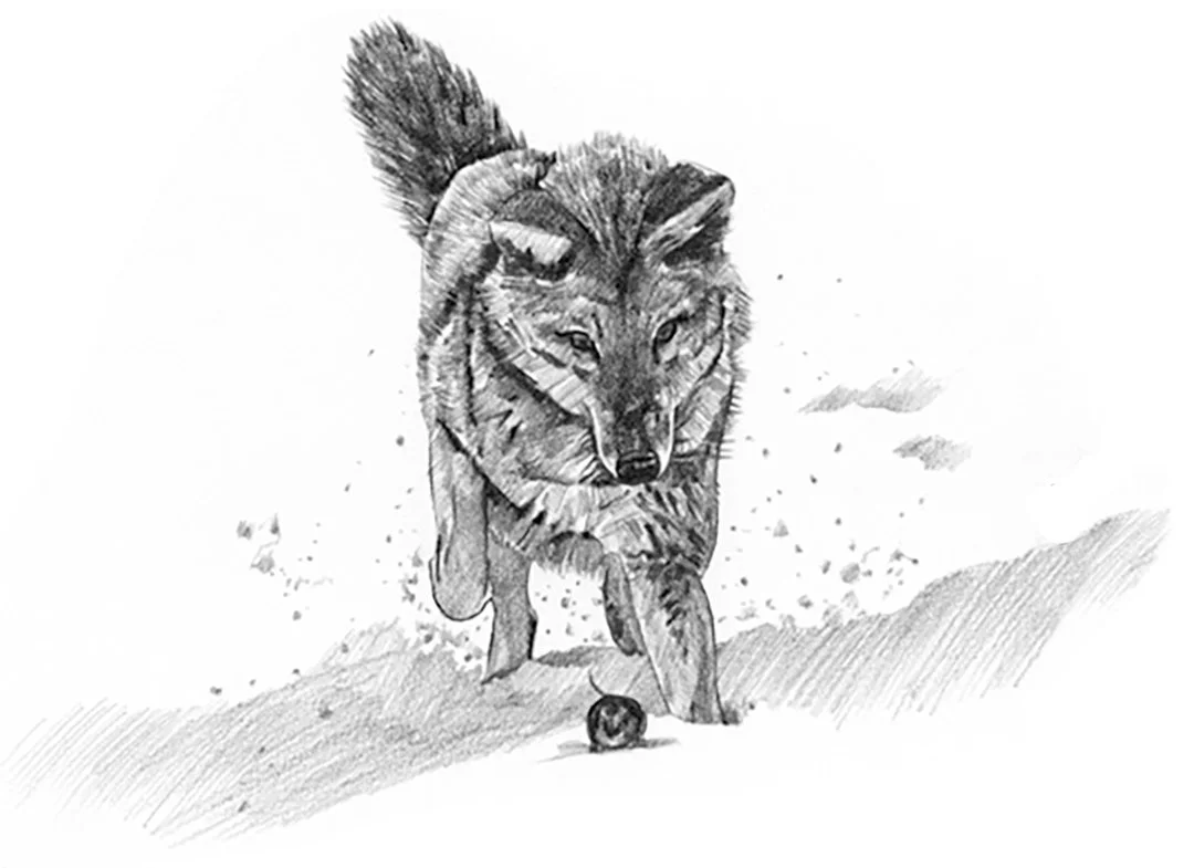 THE DOG WHISPERER, New Holland Publishers. Chase Instinct. Graphite on paper.