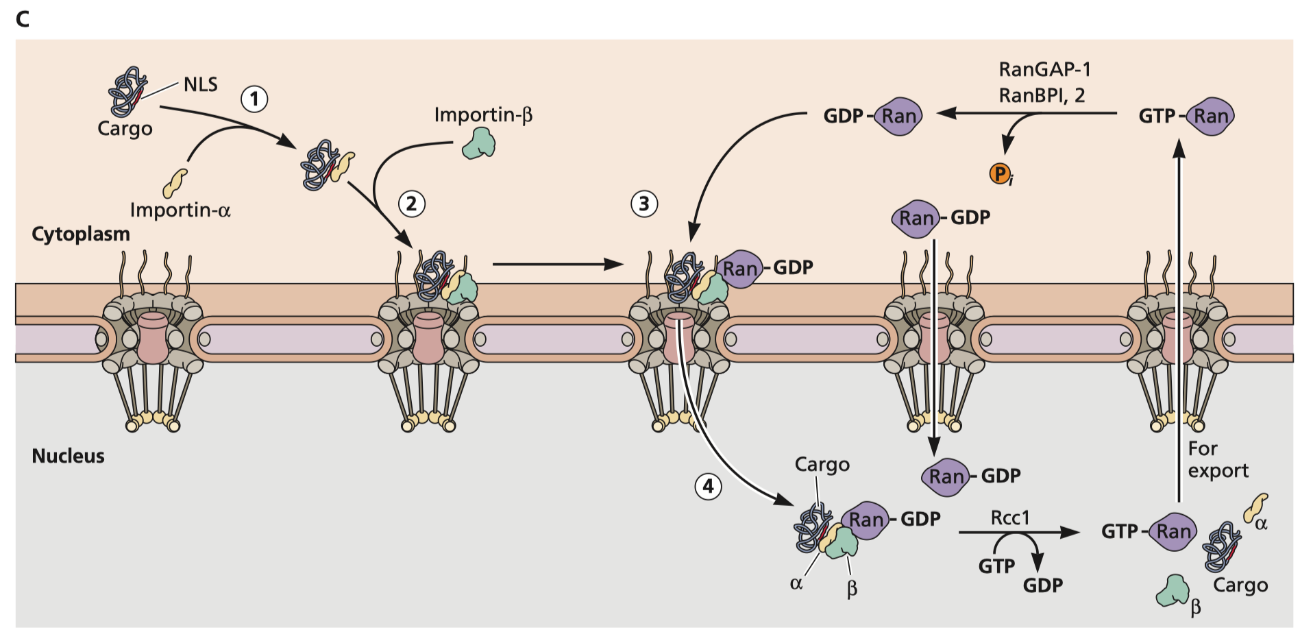 Flint S, Racaniello V, Rall G, Skalka A, Enquist L. Principles of virology. Washington, DC: ASM Press; 2015. Figure 5.23C which shows the nuclear import cycle with influenza ribonucleoproteins as an example. Nucleear localization signals are recognized by importin-α which then recruits importin-β which recruits a small GTPase called Ran. When binding GDP, Ran is able to transport the RNP across the nuclear pore complex. The complex of importins and Ran will then dissociate, and a guanine nucleotide exchange factor will exchange GDP for GTP, that allows Ran-GTP to be exported out of the nucleus. RanGAP-1 or RanBPI, 2 can then catalyze hydrolysis of GTP to GDP which allows Ran to bind another importin-β to initiate the import cycle once more.