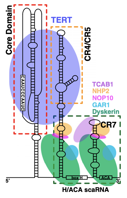 Zhang Q, Kim N-K, Feigon J. Architecture of human telomerase RNA. Proceedings of the National Academy of Sciences of the United States of America. 2011;108(51):20325–20332. Figure 1