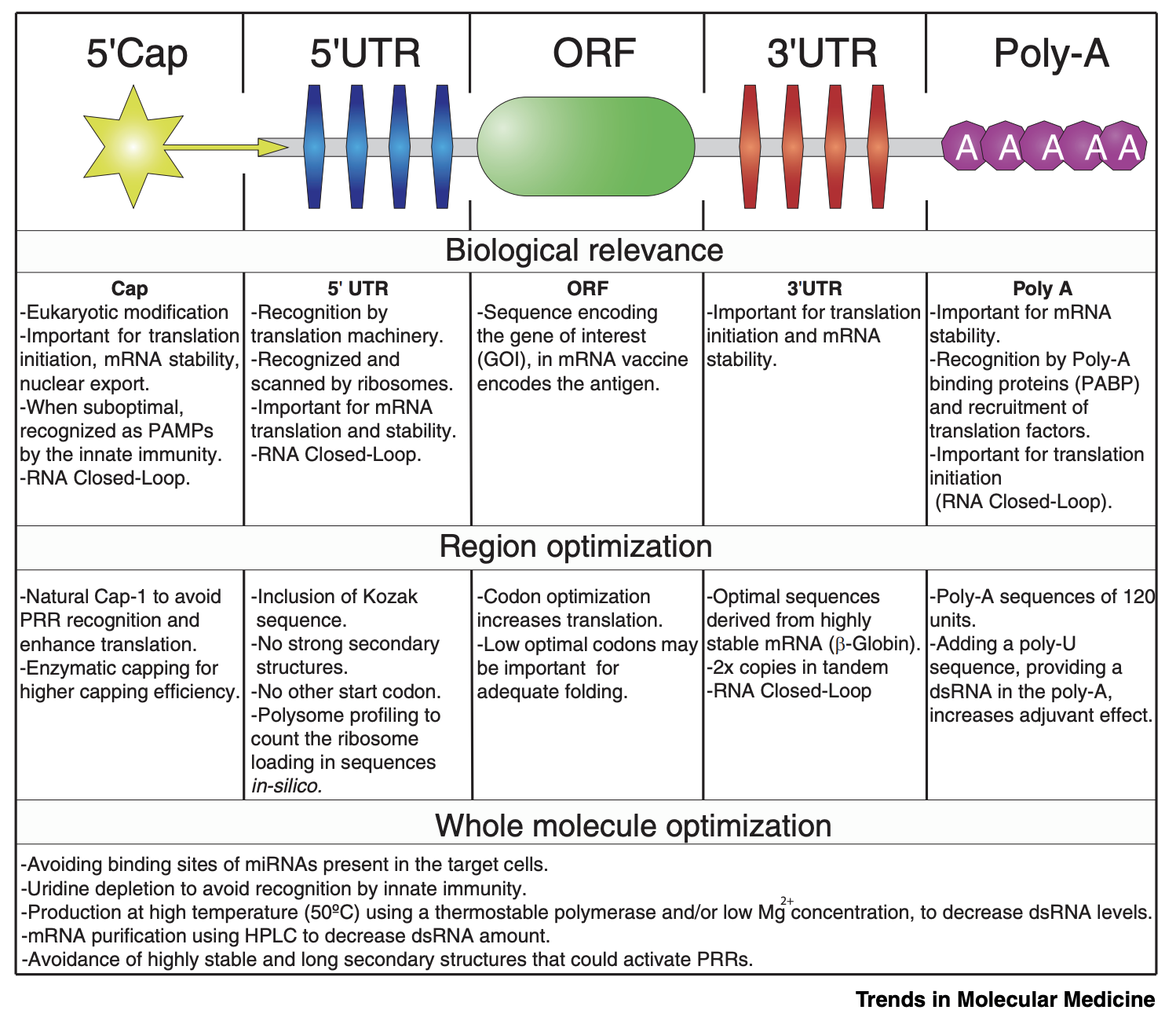 Linares-Fernández S, Lacroix C, Exposito J-Y, Verrier B. Tailoring mRNA vaccine to balance innate/adaptive immune response. Trends in molecular medicine. 2020;26(3):311–323. Figure 2 The basic organization of an mRNA vaccine’s sequence