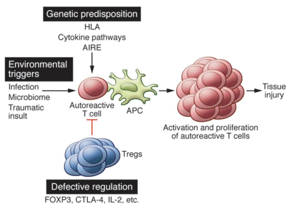 Vaccines And Autoimmune Disease Deplatform Disease