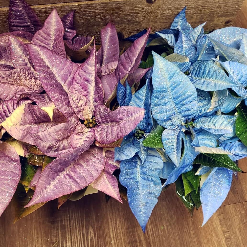 💜💙Sure red is a nice colour...but how about these gorgeous purple and blue poinsettias?! 😱 Tradition is great, but so are these! And yes, they ARE real.

You can find them at @switzerfloral They will for sure make your house look like a Frozen won