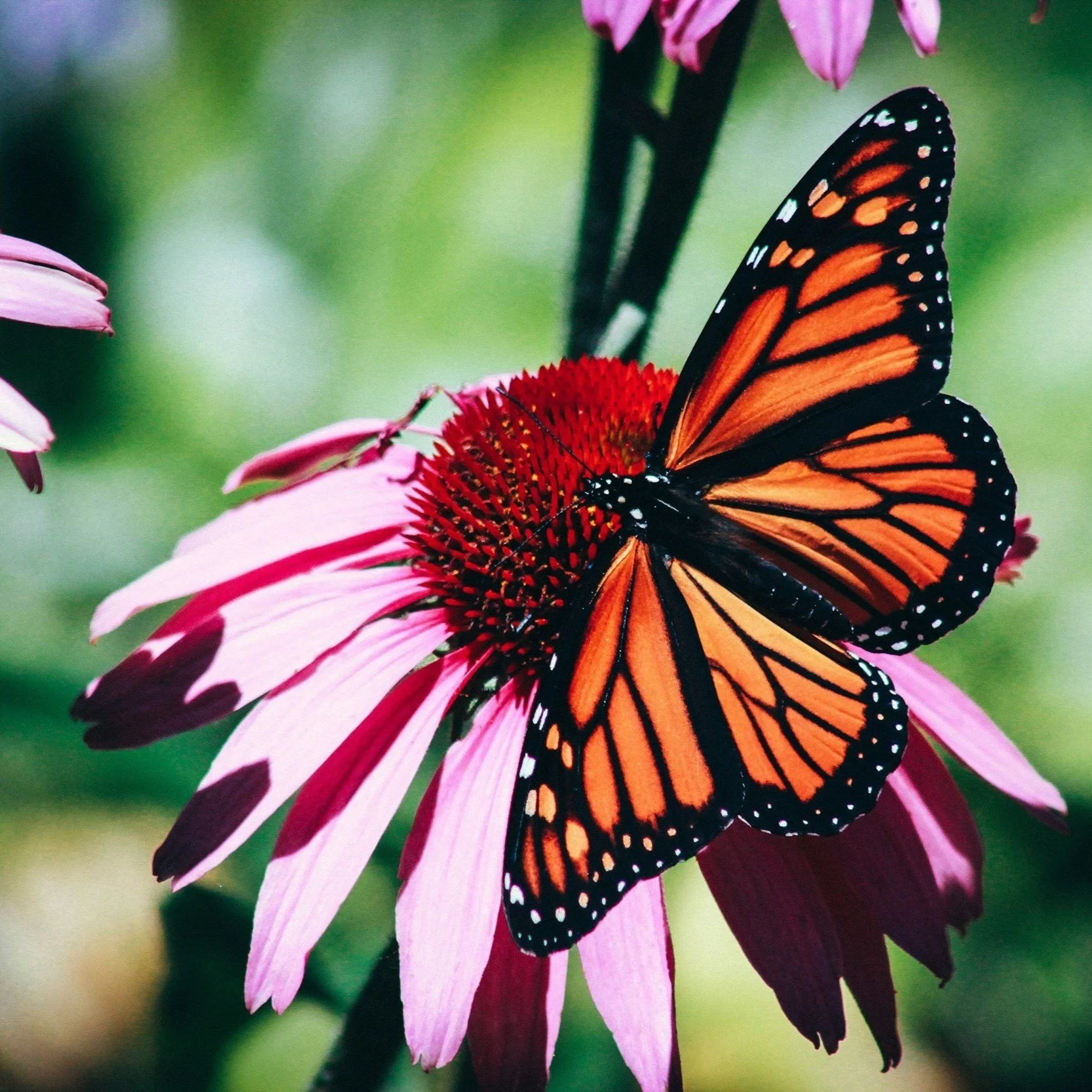 Insects, like plants, appear in my regularly scheduled program