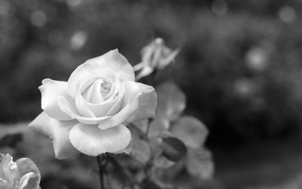 Website Portfolio-211.jpg