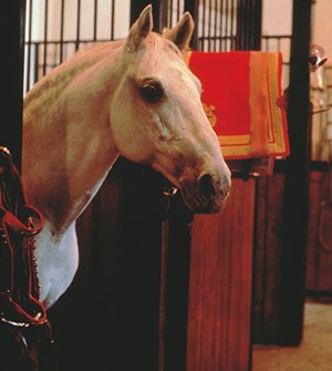 vienna lipizzaner (12).jpg