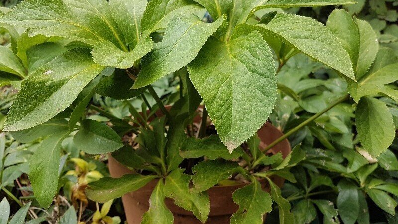 Hellebore Pest And Diseases Recognizing Symptoms And How To Treat Them Groasis House Of Helleborus Hellebore Pest And Diseases Recognizing Symptoms And How To Treat Them Groasis House Of Helleborus