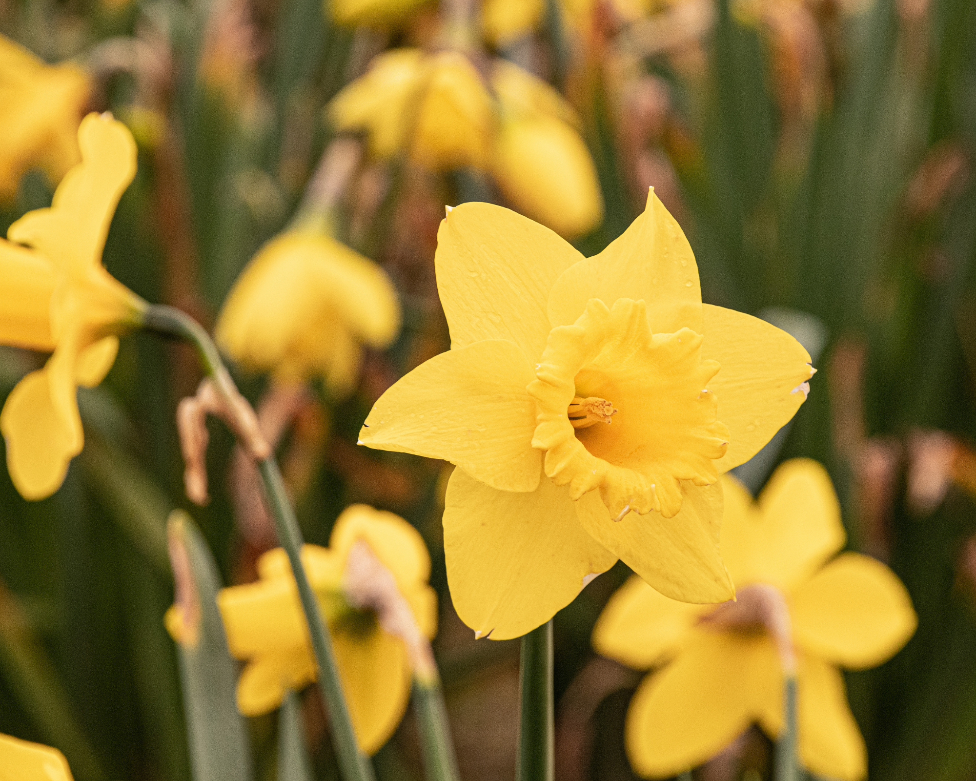 Disability Campaigners (Online) Social 