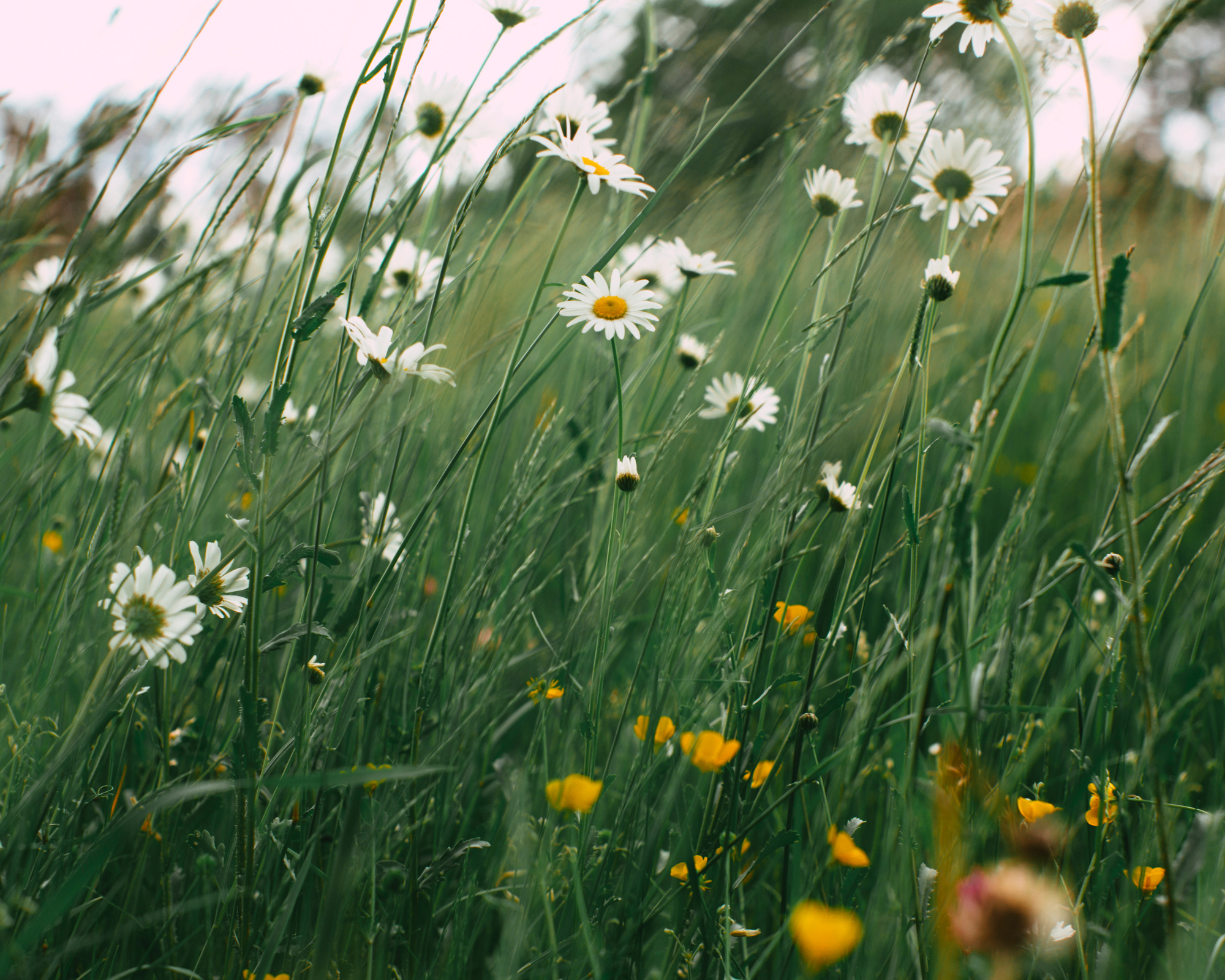 Disability Campaigners (Online) Social 