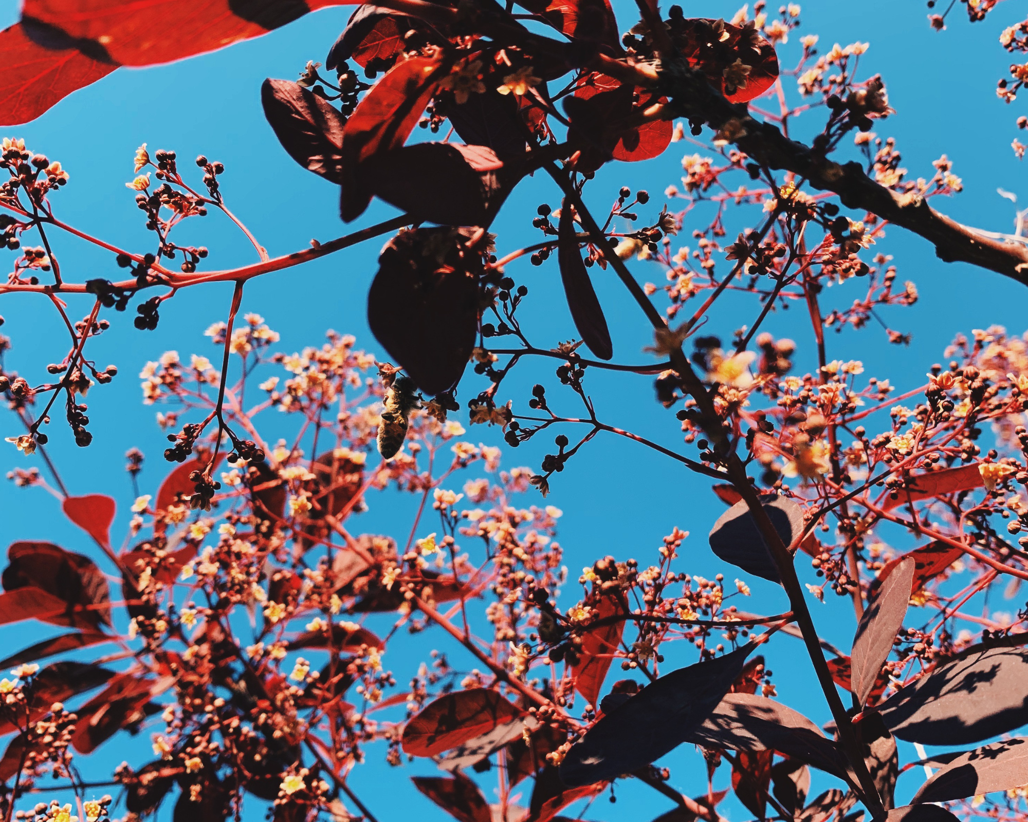 Disability Campaigners (Online) Social 