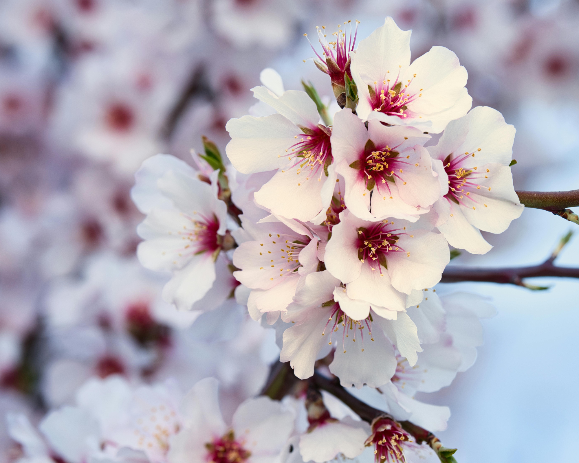 Disability Campaigners (Online) Social