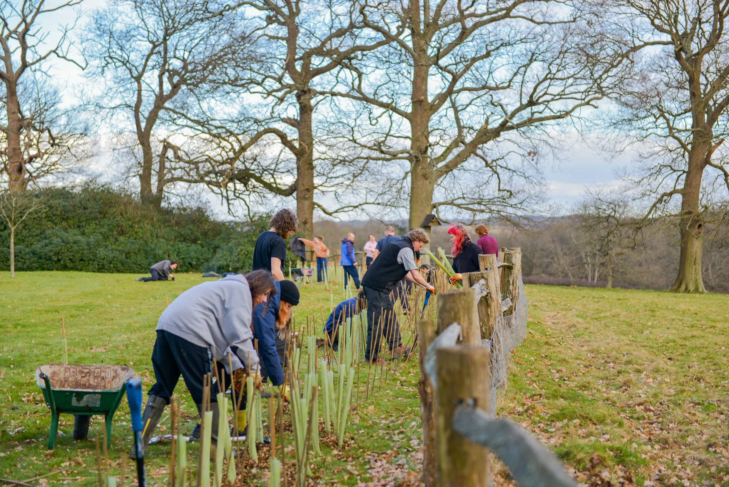 A group of young people plant trees along a hdgerow