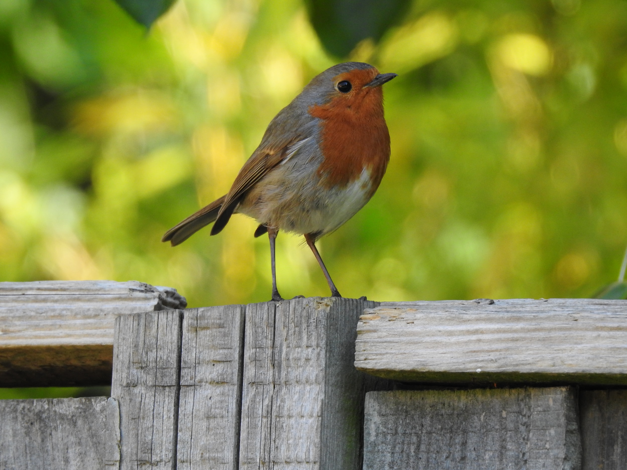 Using an app to identify UK bird song
