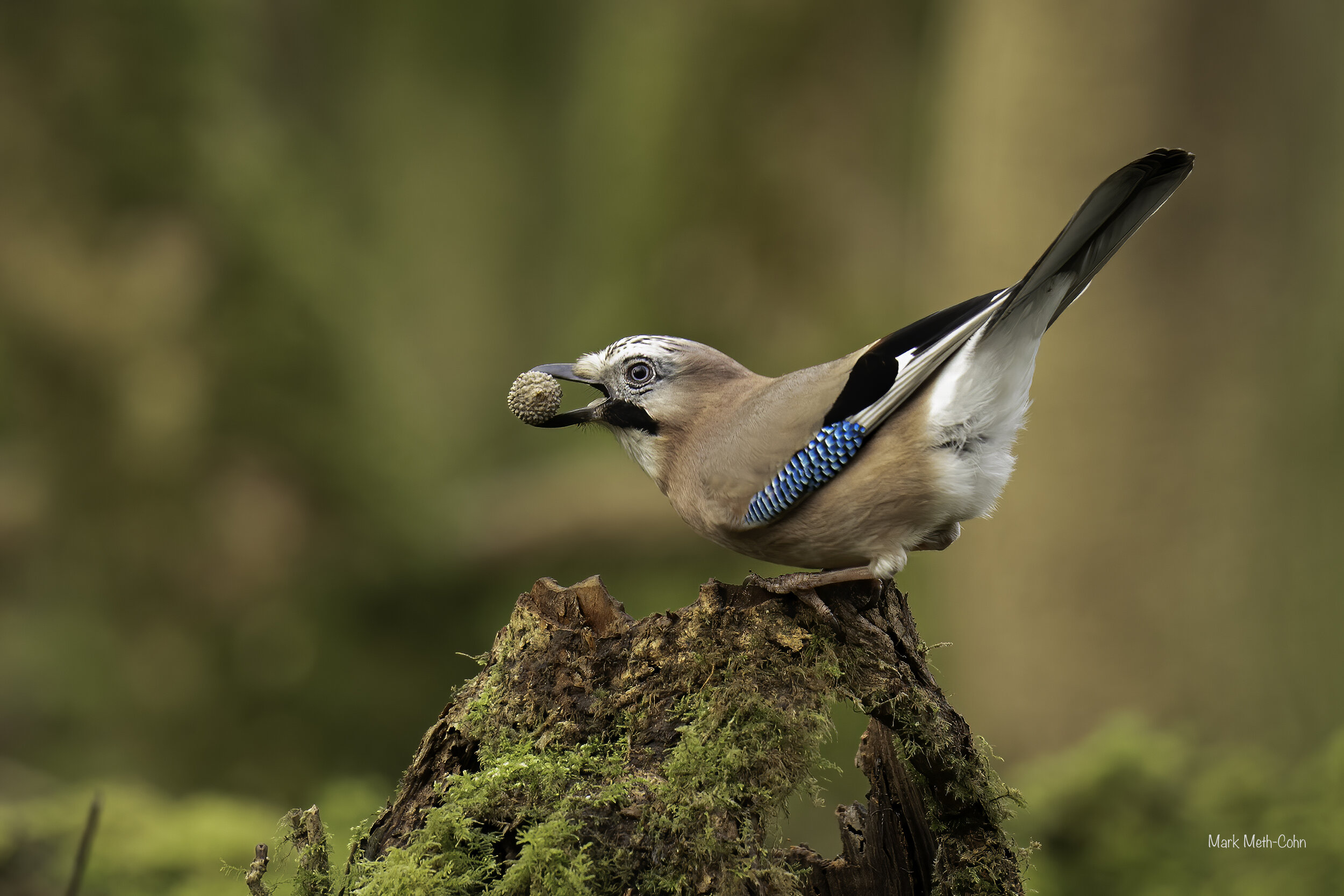 Autumn in Borrowdale (3 of 3).jpg