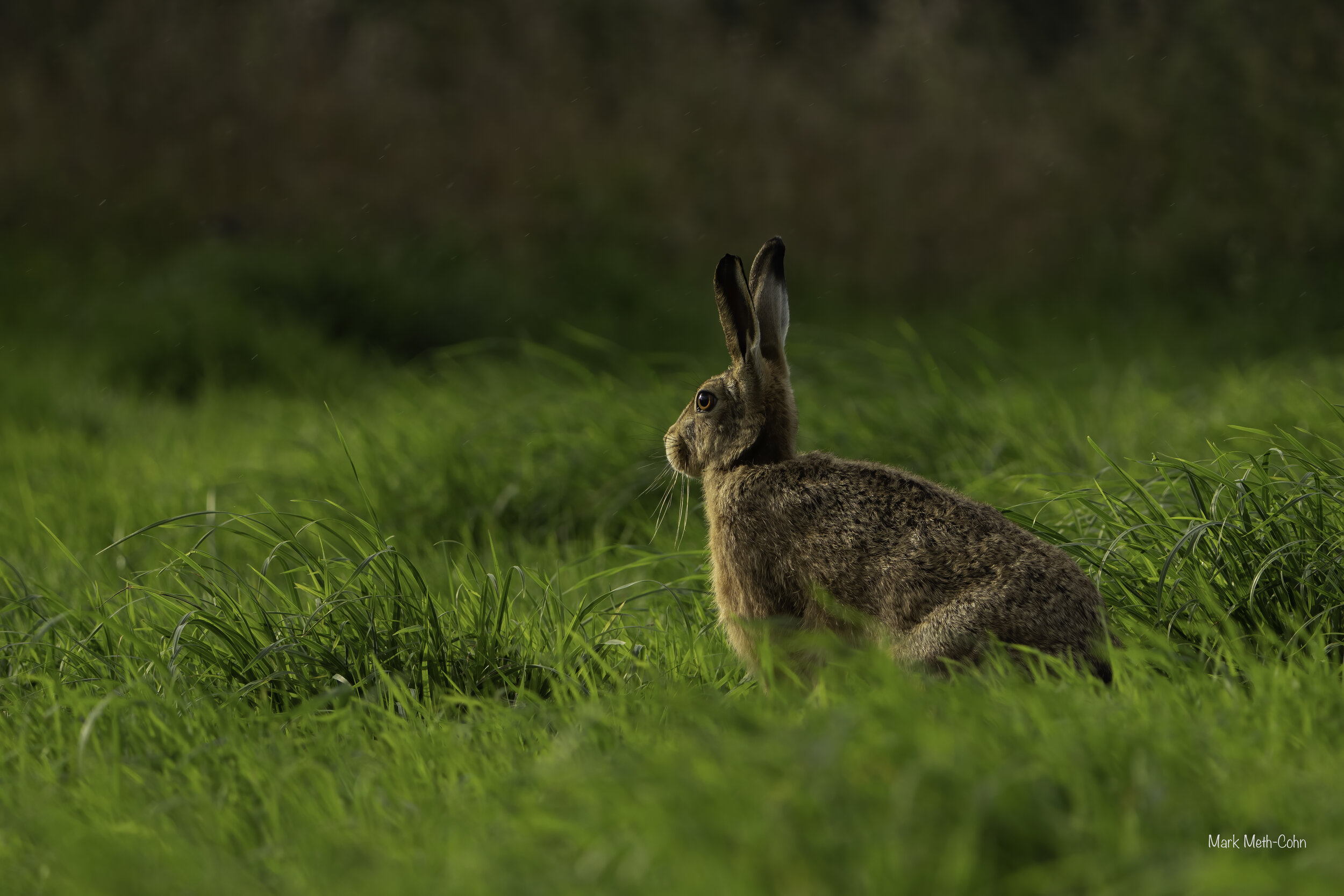 Hares 1308 (1 of 4).jpg