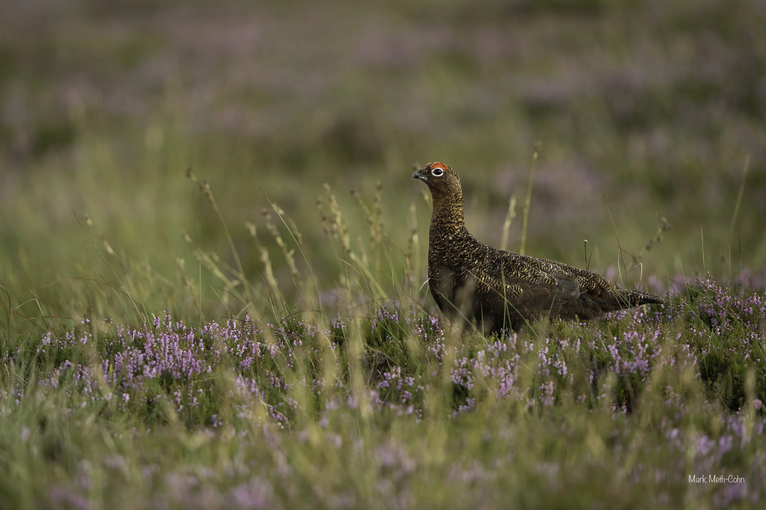 Grouse (1 of 4).jpg