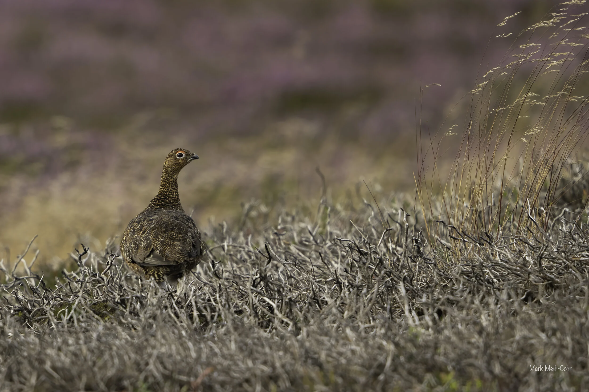 Grouse (4 of 4).jpg