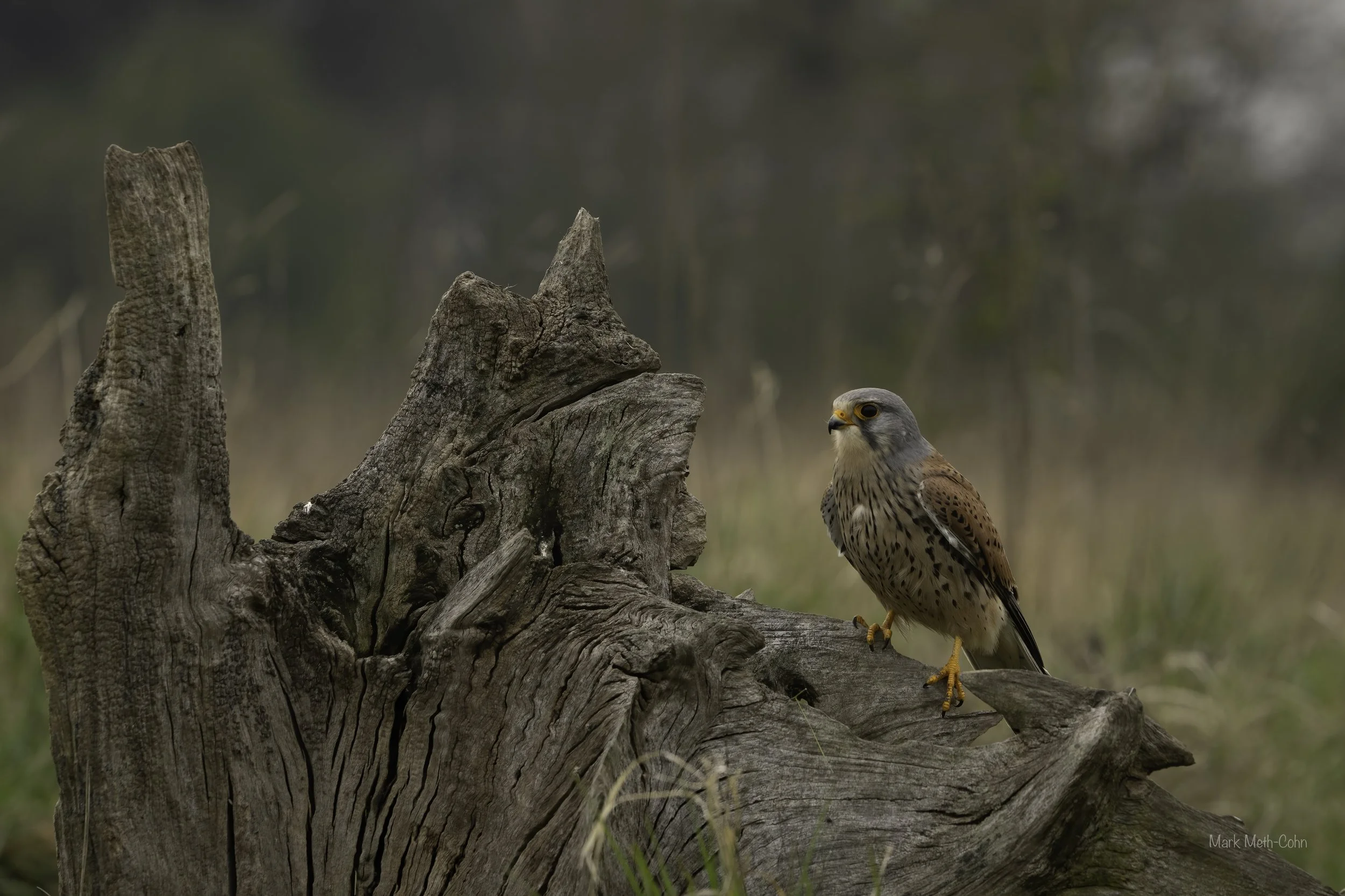 Kestrel (7 of 9).jpg